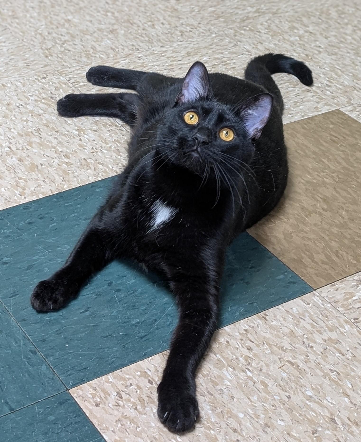 Enlarge Apple Fritter, a Adoptable Domestic Short Hair in Hastings, NE image 2/4
