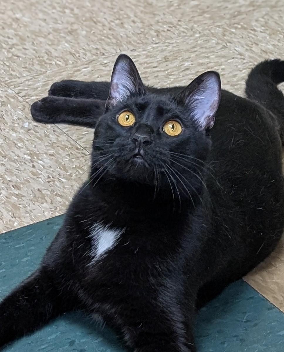 Enlarge Apple Fritter, a Adoptable Domestic Short Hair in Hastings, NE image 1/4