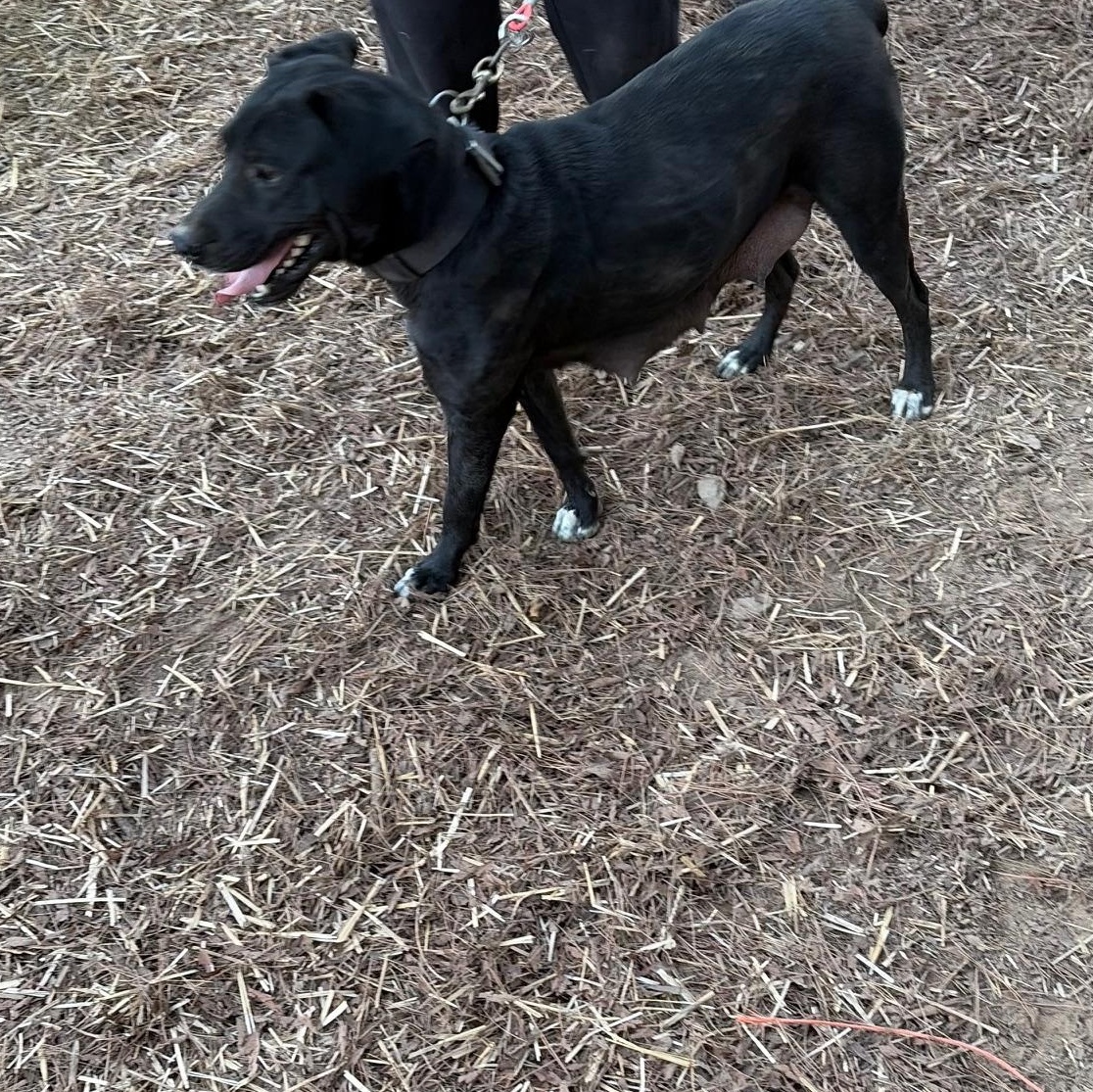 Enlarge Shady Bee, an adopted mixed breed in Zimmerman, MN image 1/1
