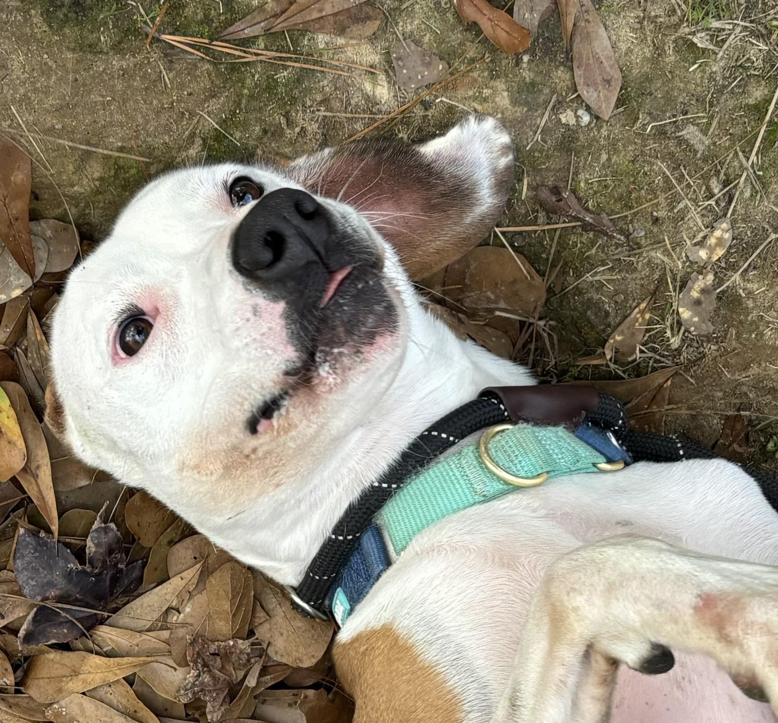 Joxer, Adoptable, Adult Male American Bully & Hound.