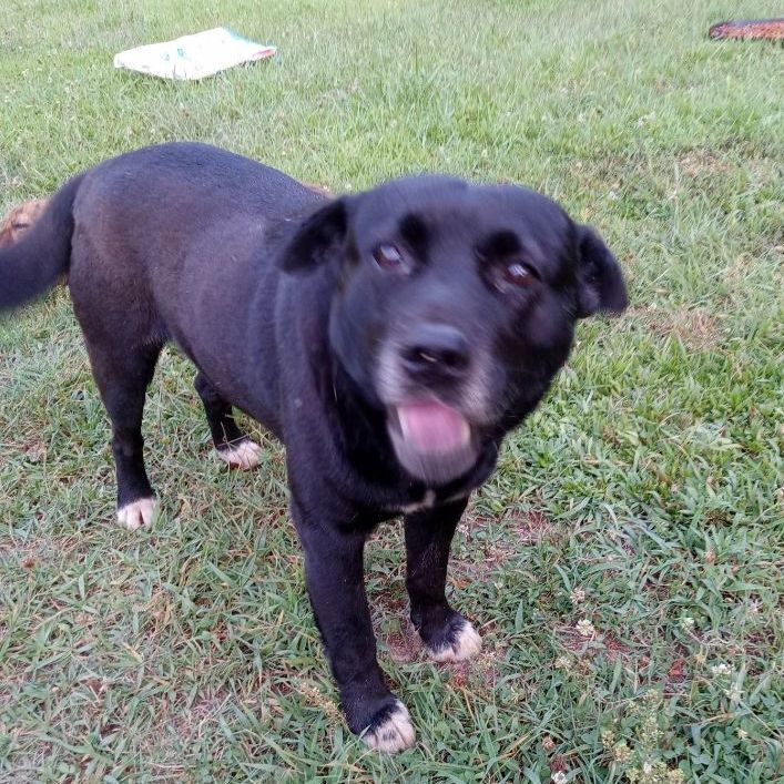 Enlarge Blackie, a Adopted Australian Shepherd in Cleveland, AL image 1/1