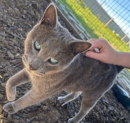 Frank, Adoptable, Young Male Domestic Short Hair & Russian Blue.
