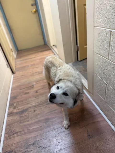 Enlarge Sierra, a ADOPTABLE mixed breed in Baxter, KY image 5/6