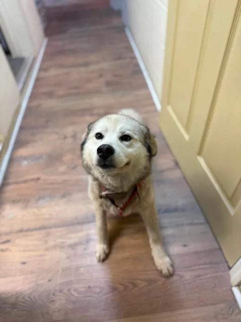 Sierra, ADOPTABLE, Adult Female Husky.