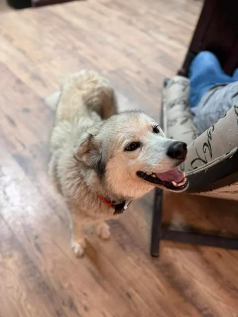 Enlarge Sierra, a ADOPTABLE mixed breed in Baxter, KY image 6/6
