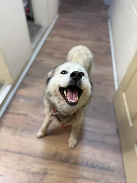 Enlarge Sierra, a ADOPTABLE mixed breed in Baxter, KY image 2/6