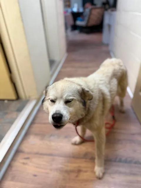 Enlarge Sierra, a ADOPTABLE mixed breed in Baxter, KY image 4/6
