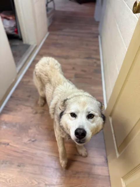 Enlarge Sierra, a ADOPTABLE mixed breed in Baxter, KY image 3/6