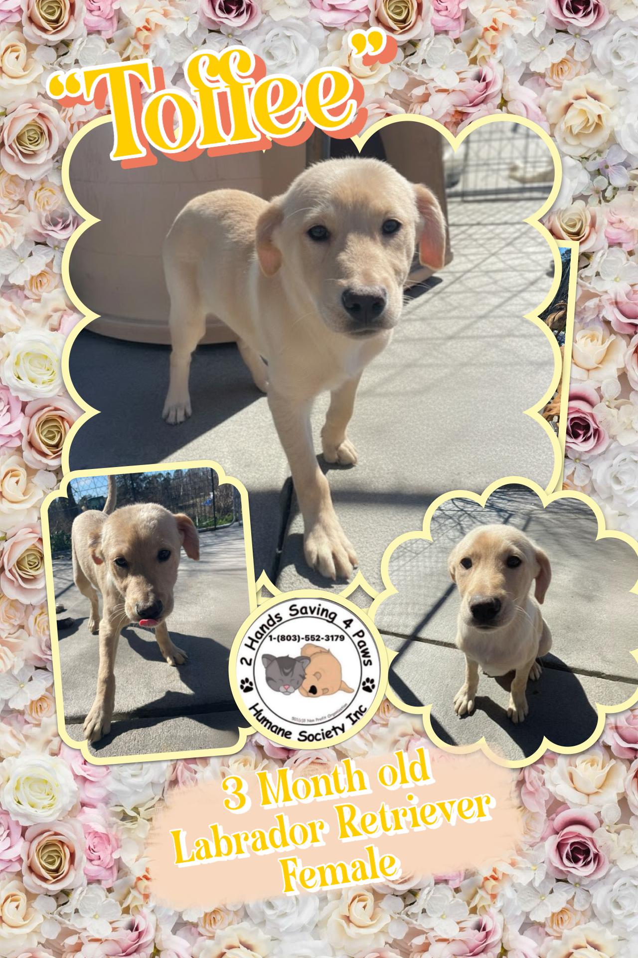 Toffee, Adoptable, Puppy Female Labrador Retriever.