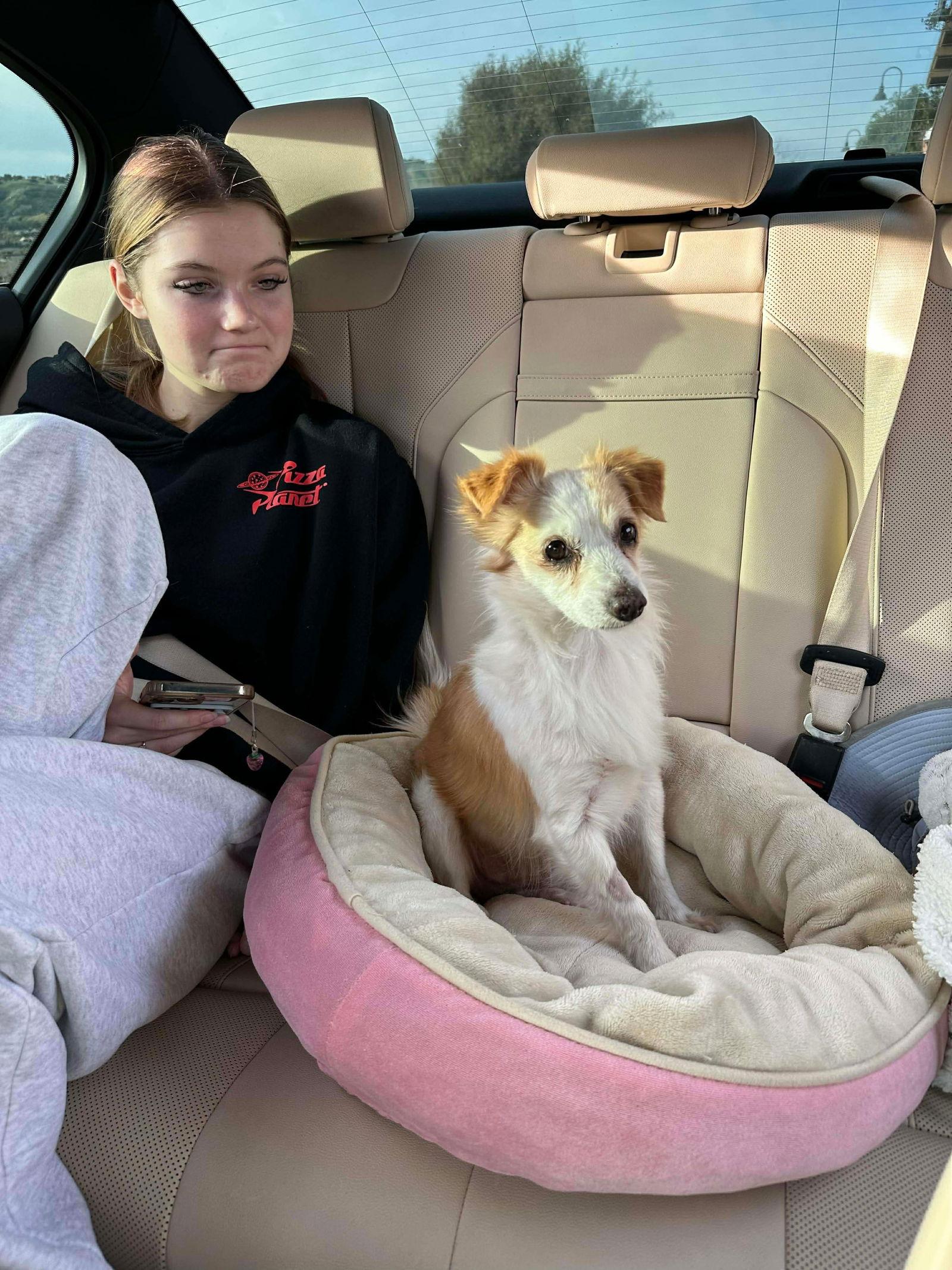 Enlarge Augie, a Adoptable mixed breed in Orange, CA image 2/2