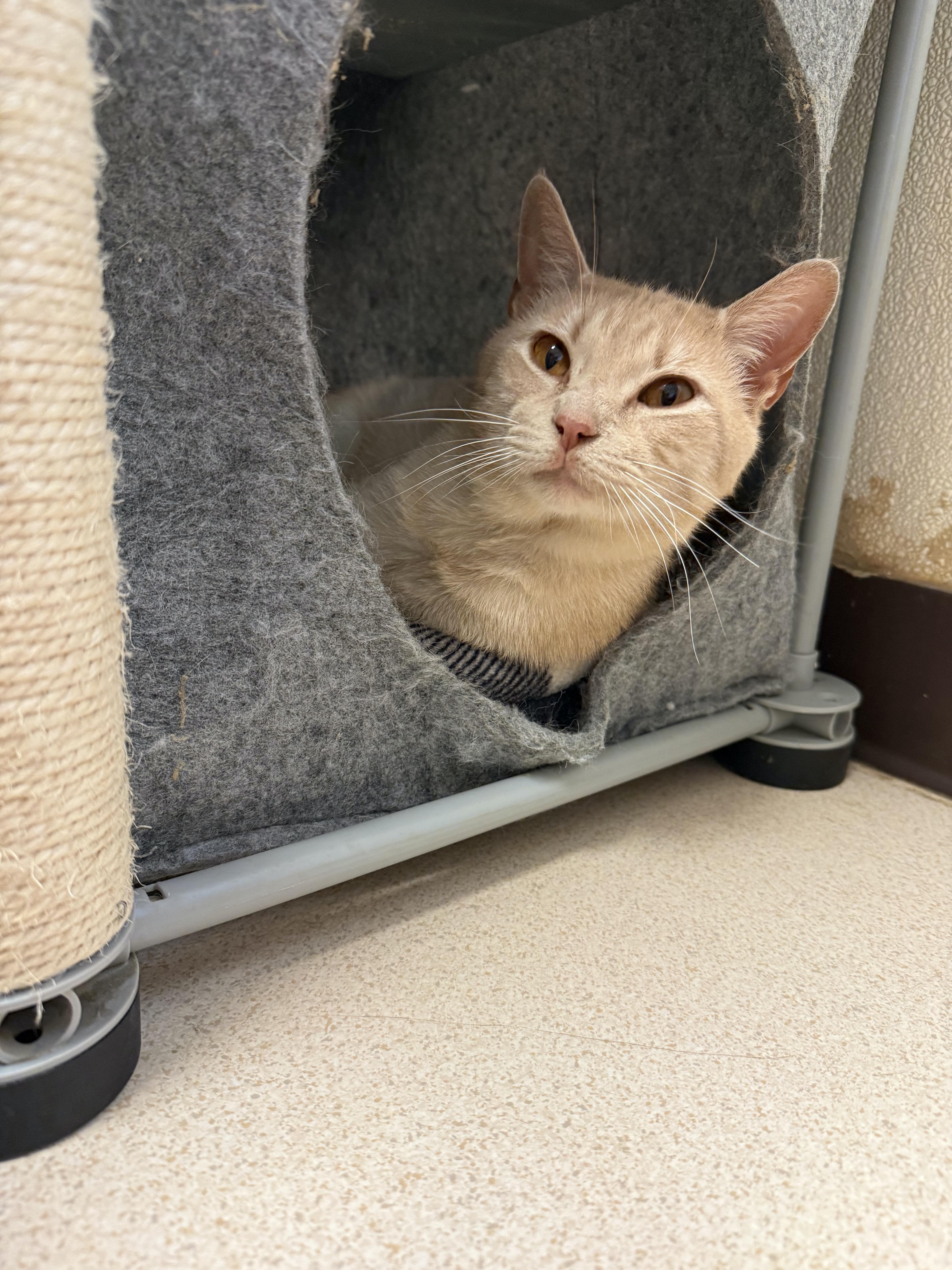 Nectarine, a Adoptable Domestic Short Hair in Guthrie, OK image 1/3