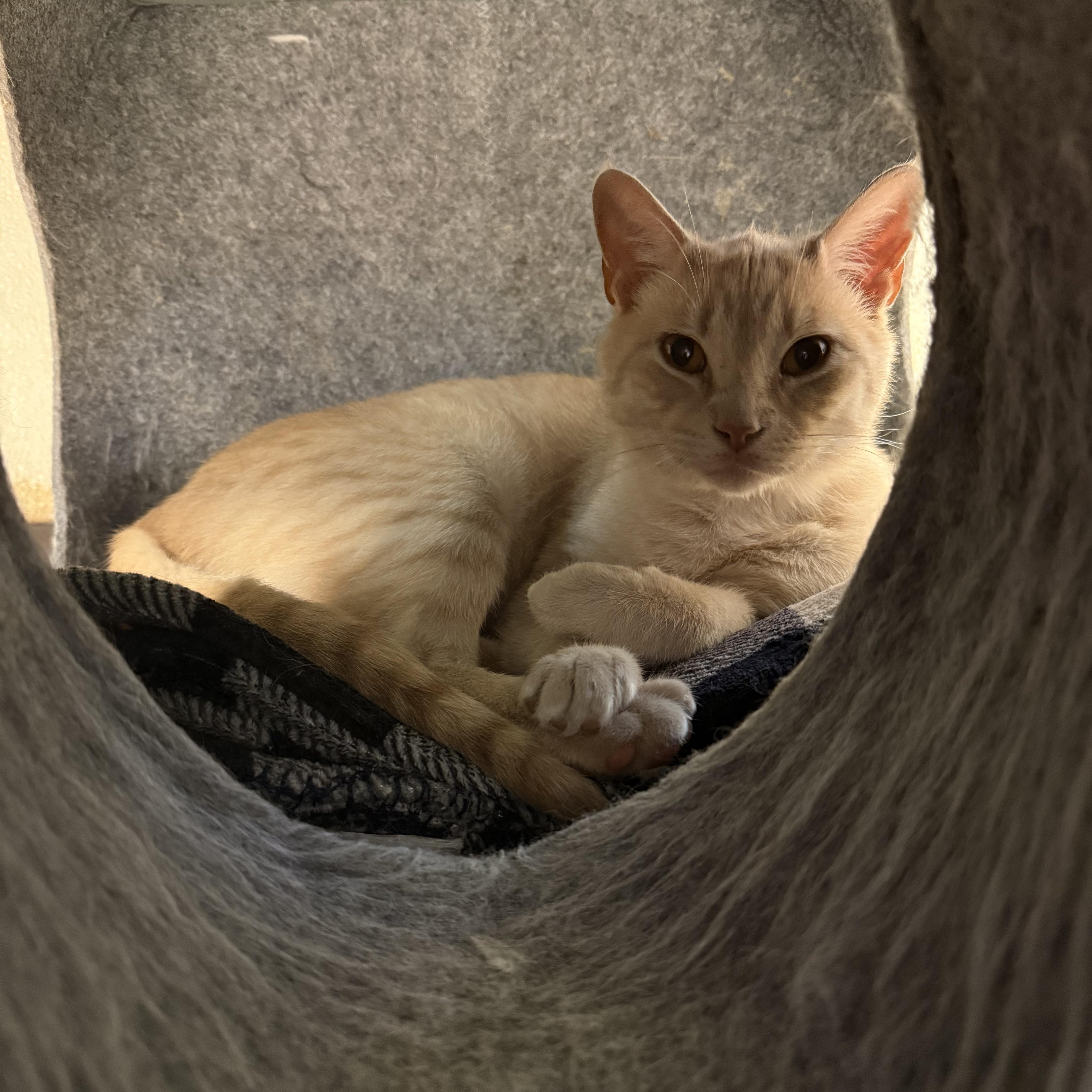 Nectarine, a Adoptable Domestic Short Hair in Guthrie, OK image 2/3