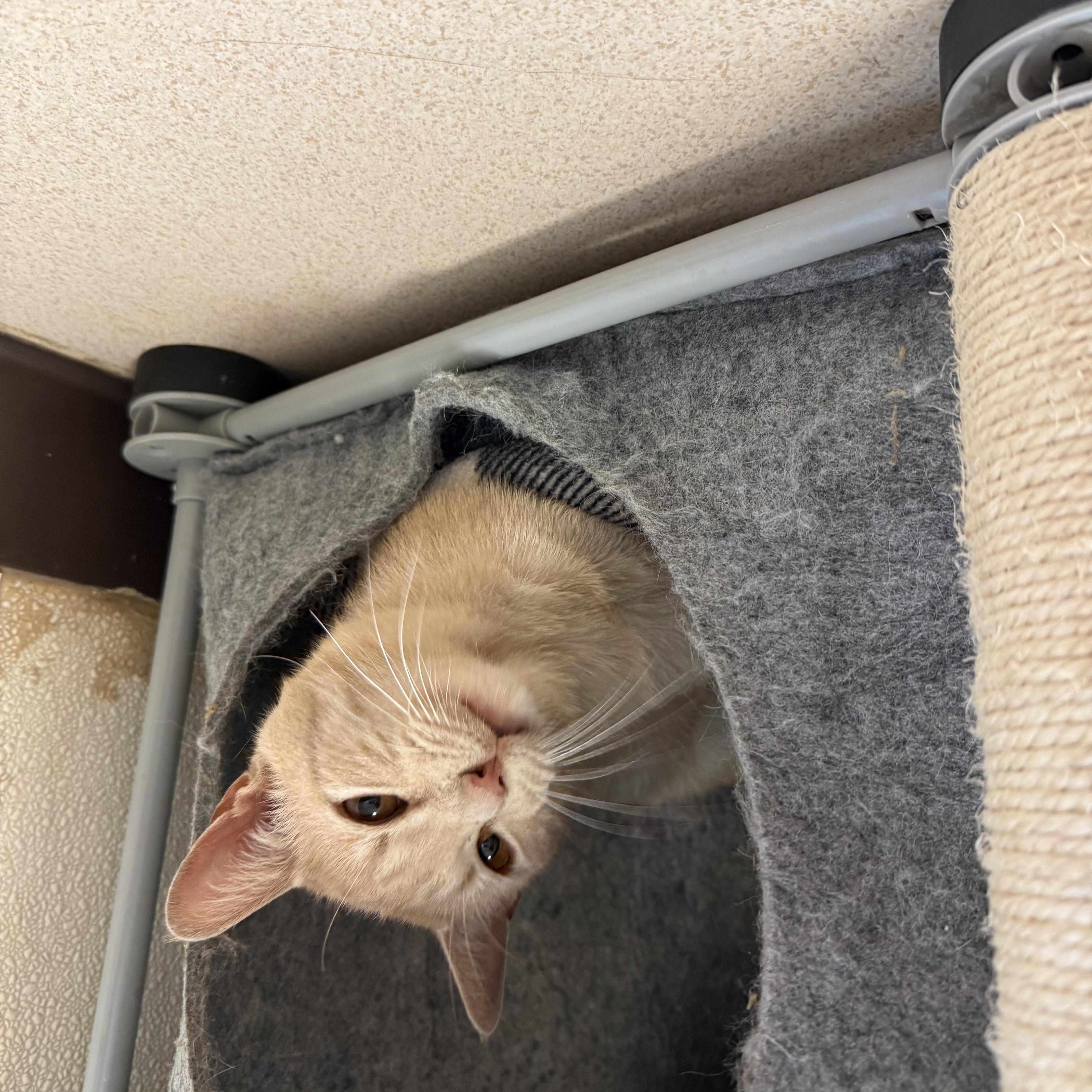 Nectarine, a Adoptable Domestic Short Hair in Guthrie, OK image 3/3