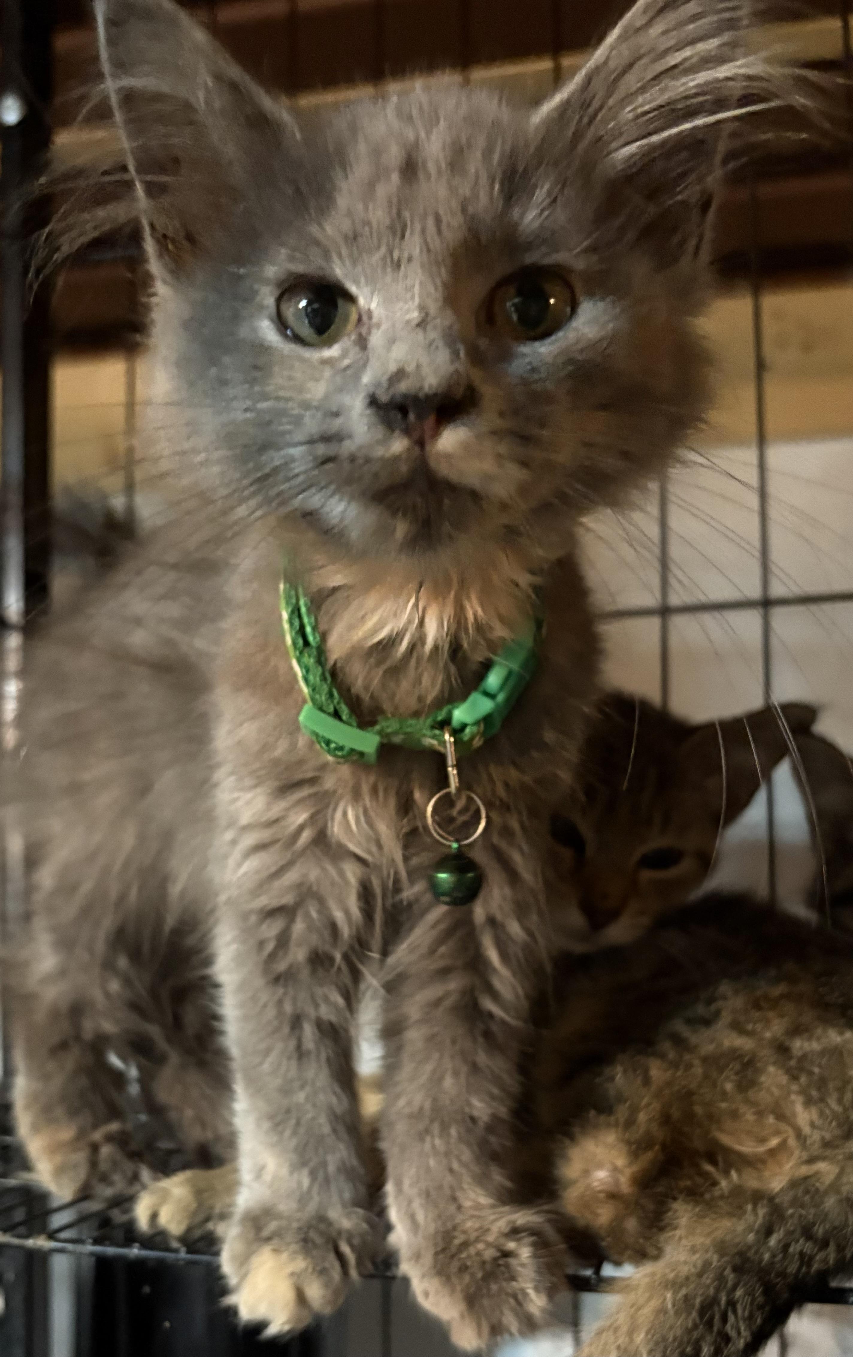 Minka, Adopted, Kitten Female Dilute Tortoiseshell.