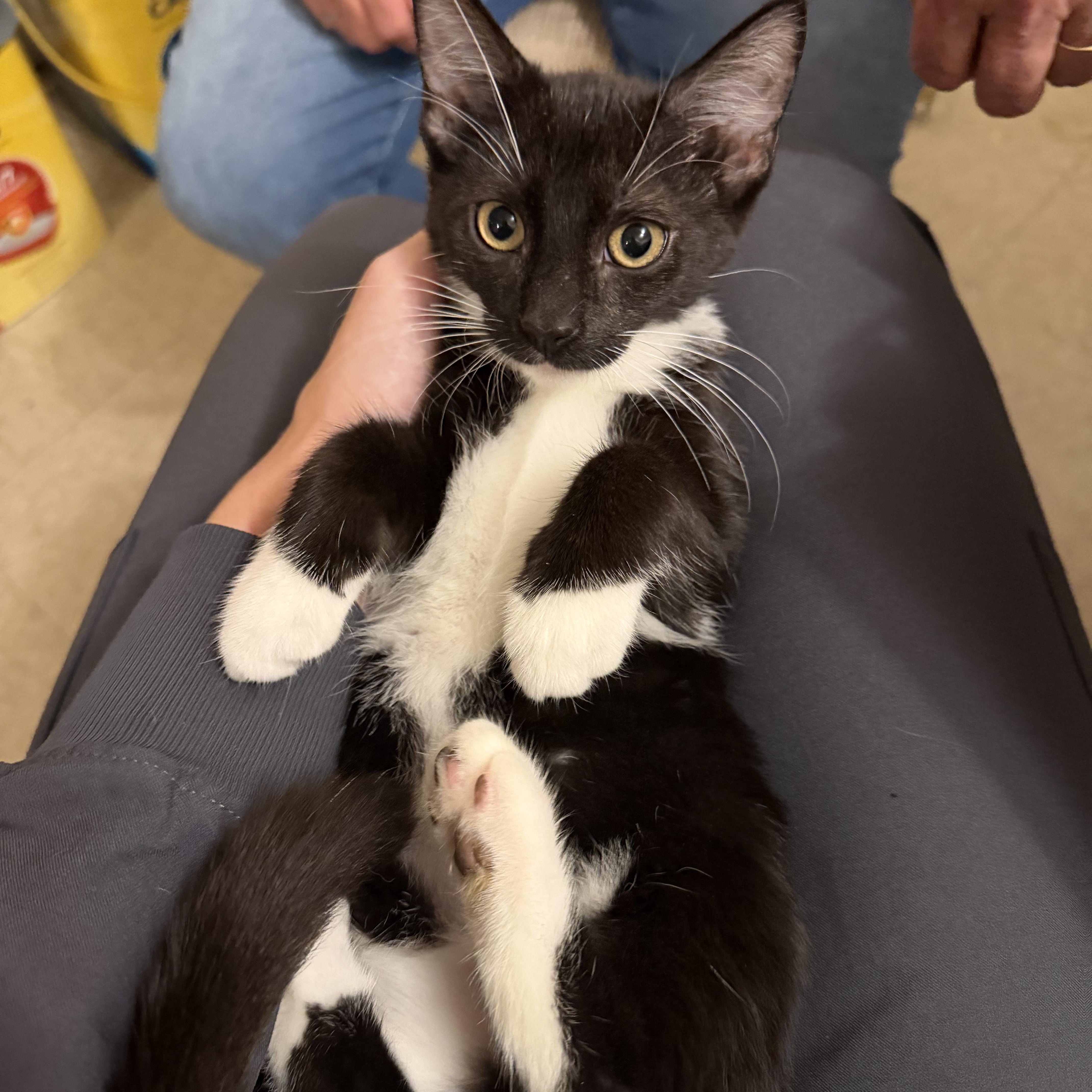 Enlarge Hermione, a Adoptable Domestic Short Hair in Brentwood, NY image 1/5