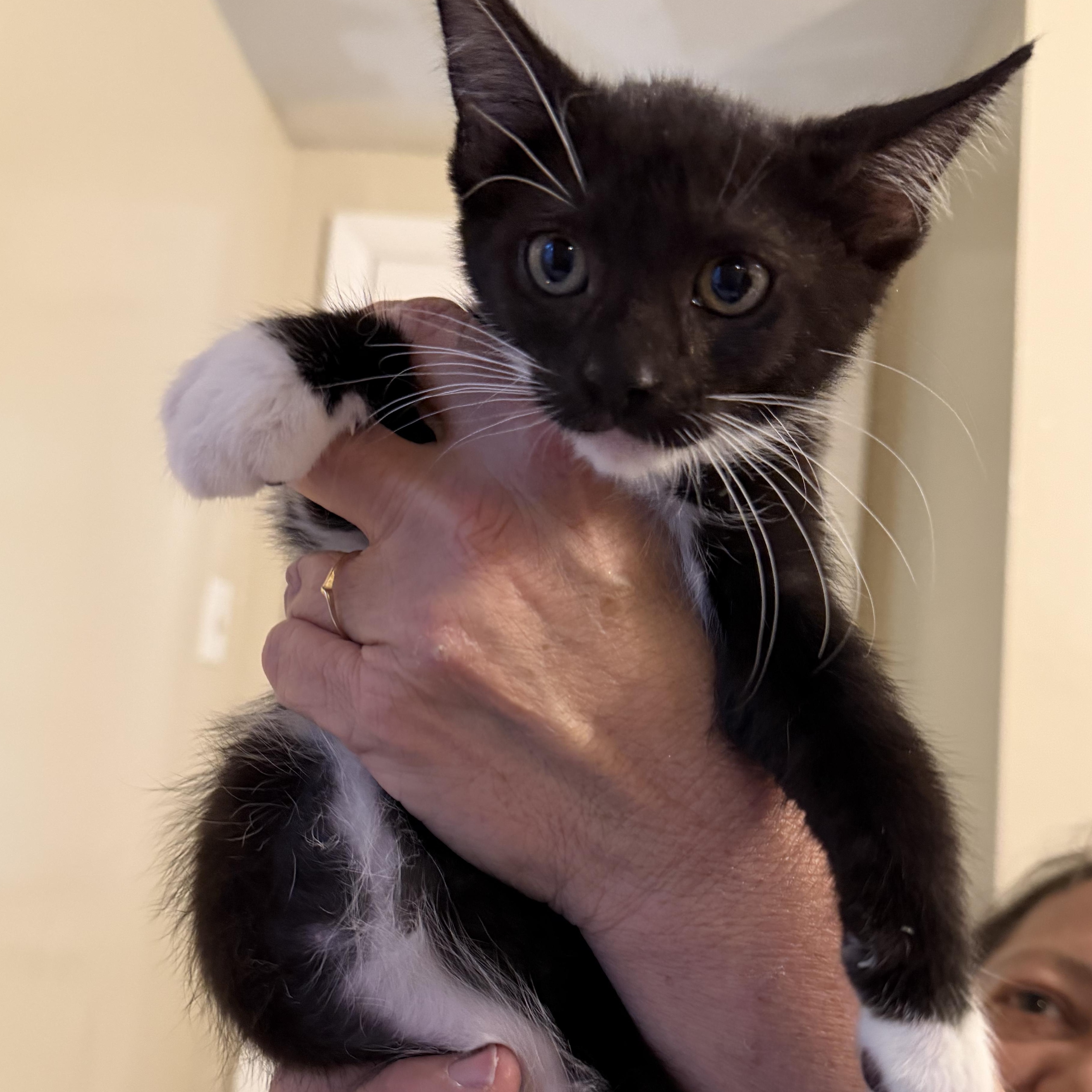 Enlarge Hermione, a Adoptable Domestic Short Hair in Brentwood, NY image 4/5