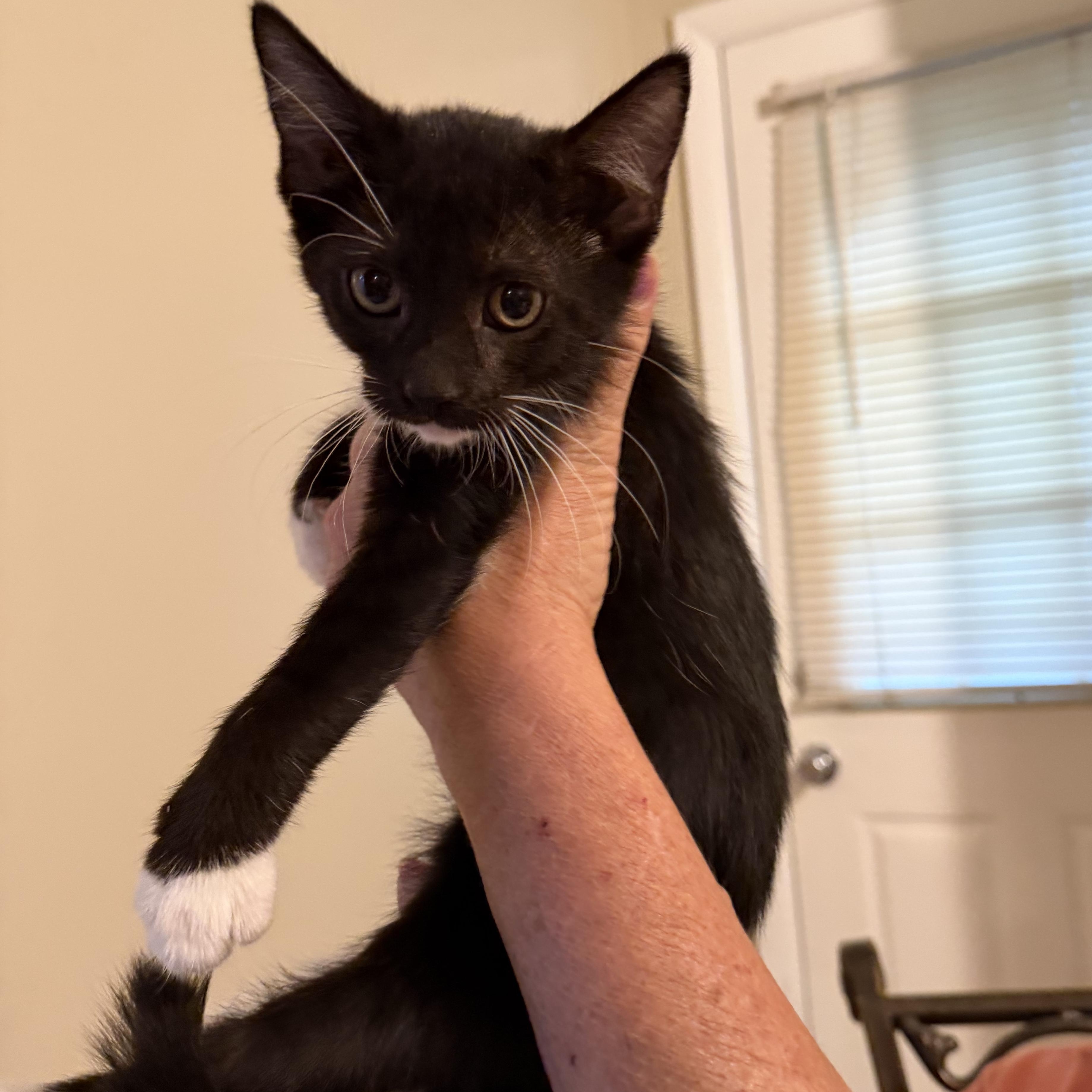 Enlarge Hermione, a Adoptable Domestic Short Hair in Brentwood, NY image 5/5