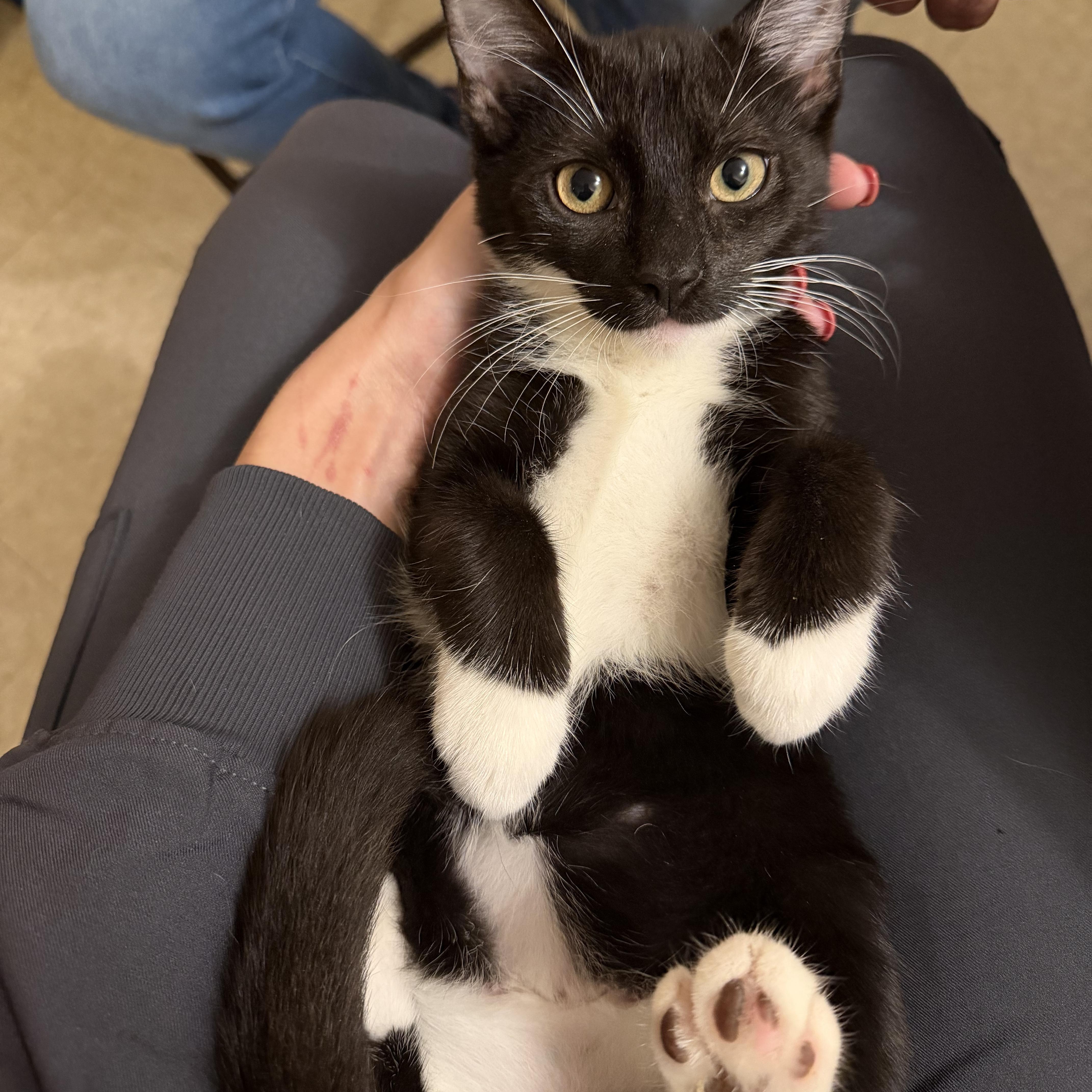 Enlarge Hermione, a Adoptable Domestic Short Hair in Brentwood, NY image 3/5