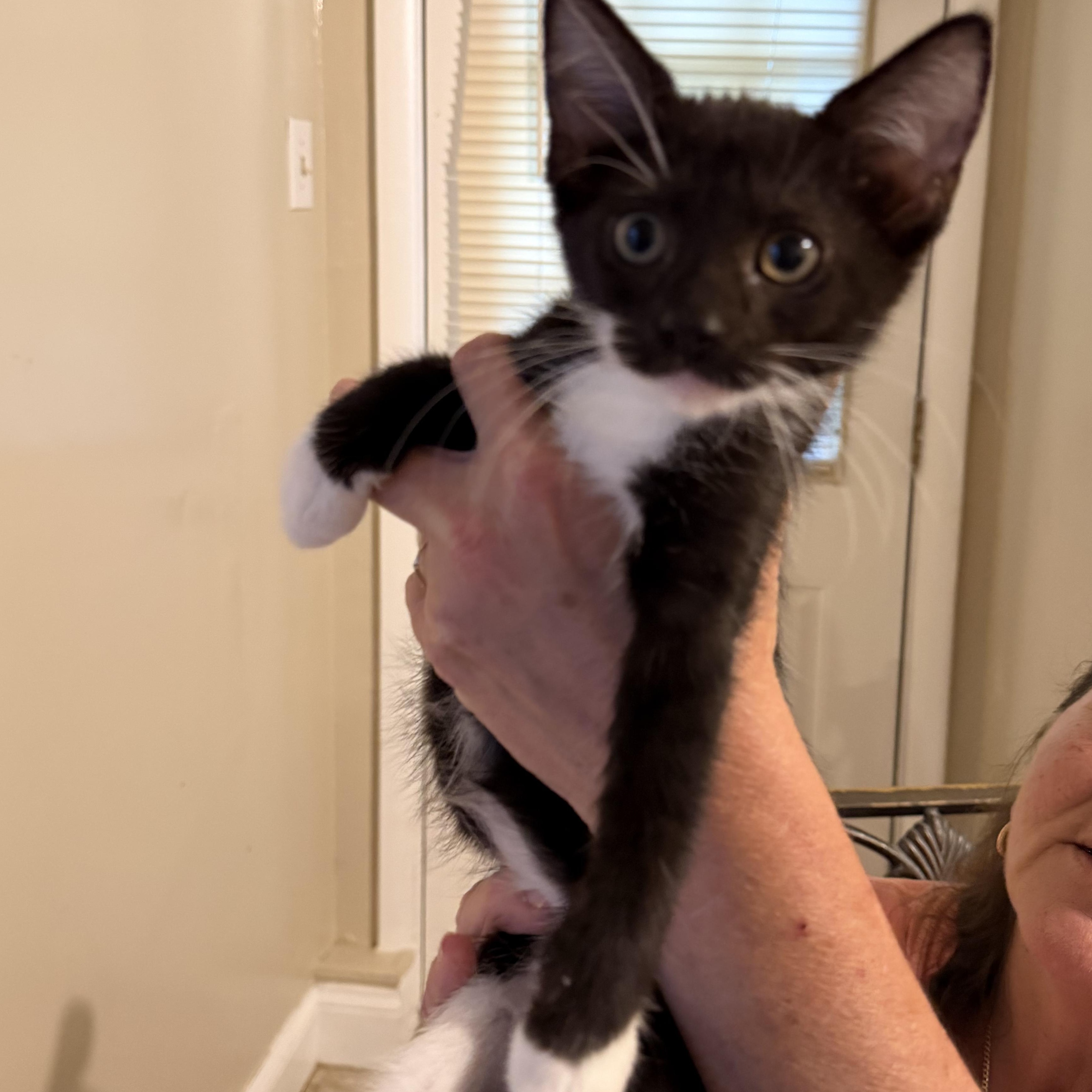 Enlarge Hermione, a Adoptable Domestic Short Hair in Brentwood, NY image 2/5