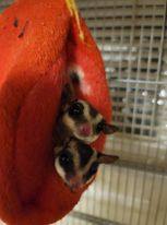 Statler and Waldorf, a Adoptable Sugar Glider in Poughkeepsie, NY image 1/3