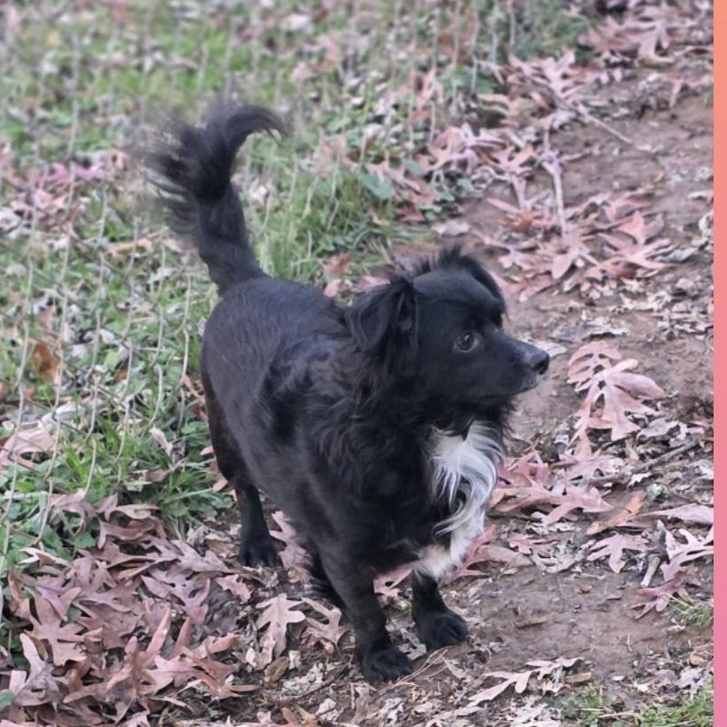 Enlarge Ziggy, an adopted mixed breed in Athens, AL image 2/3