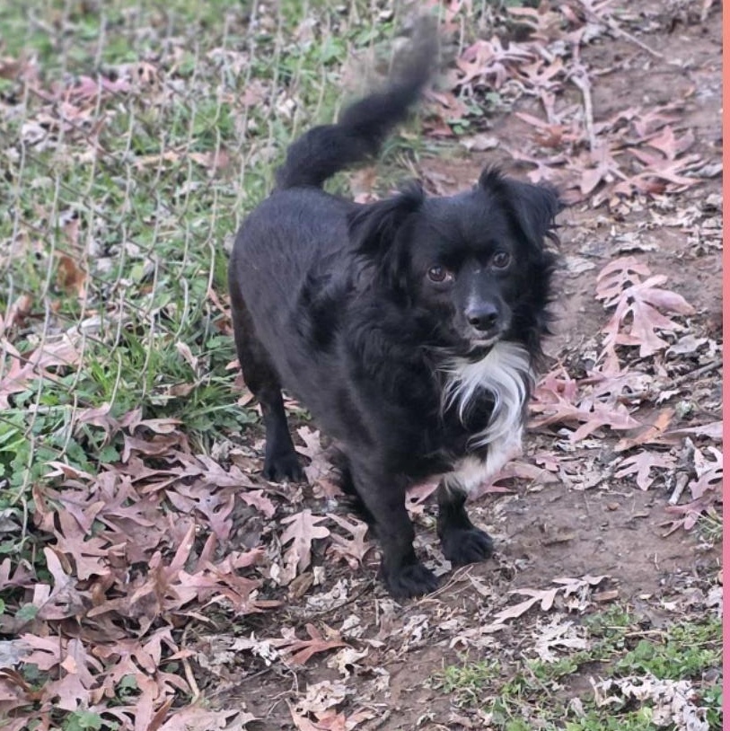 Ziggy, adopted, Young Male Havanese & Chihuahua.