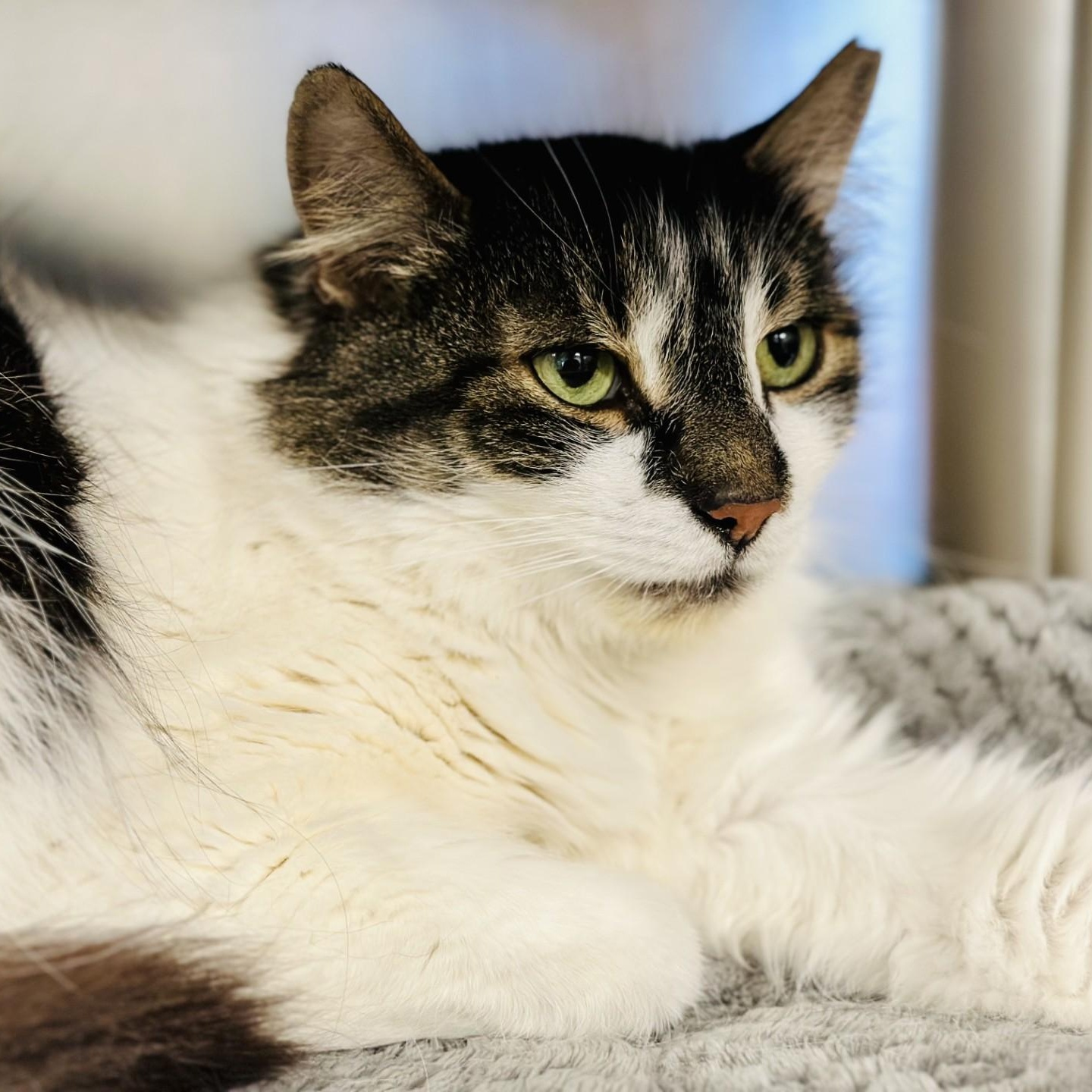 Buster , ADOPTABLE, Adult Male Domestic Medium Hair.