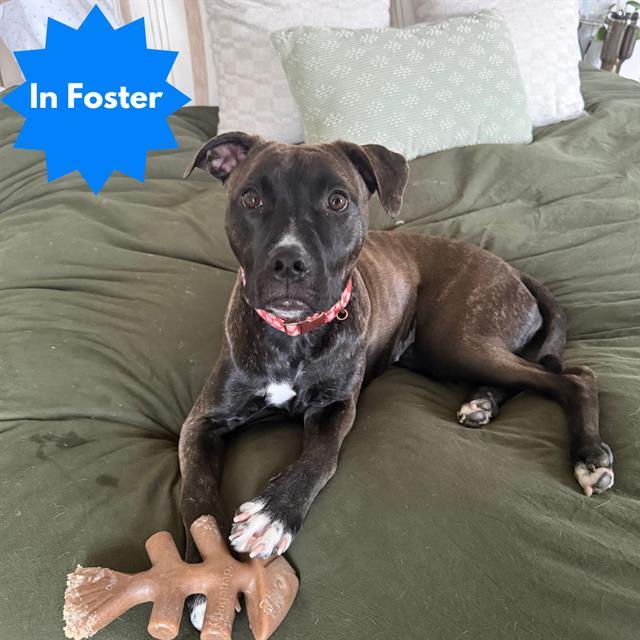 SASHA, Adoptable, Young Female Pit Bull Terrier.