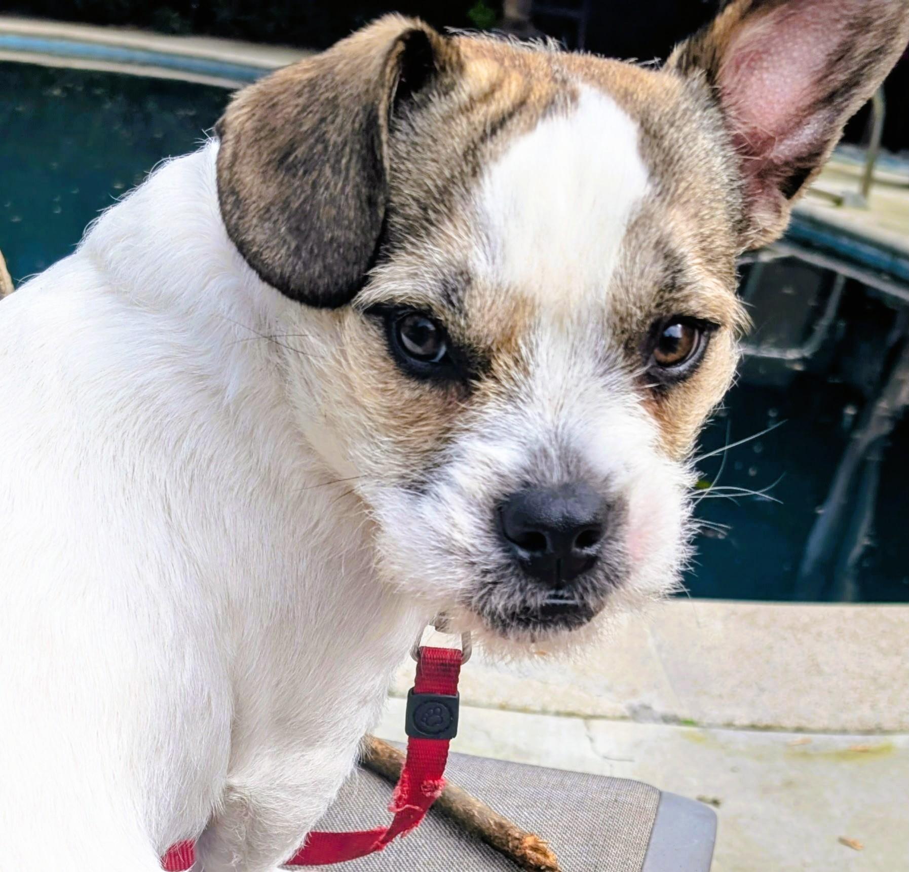 Enlarge Romeo, a ADOPTABLE mixed breed in tracy, CA image 2/4