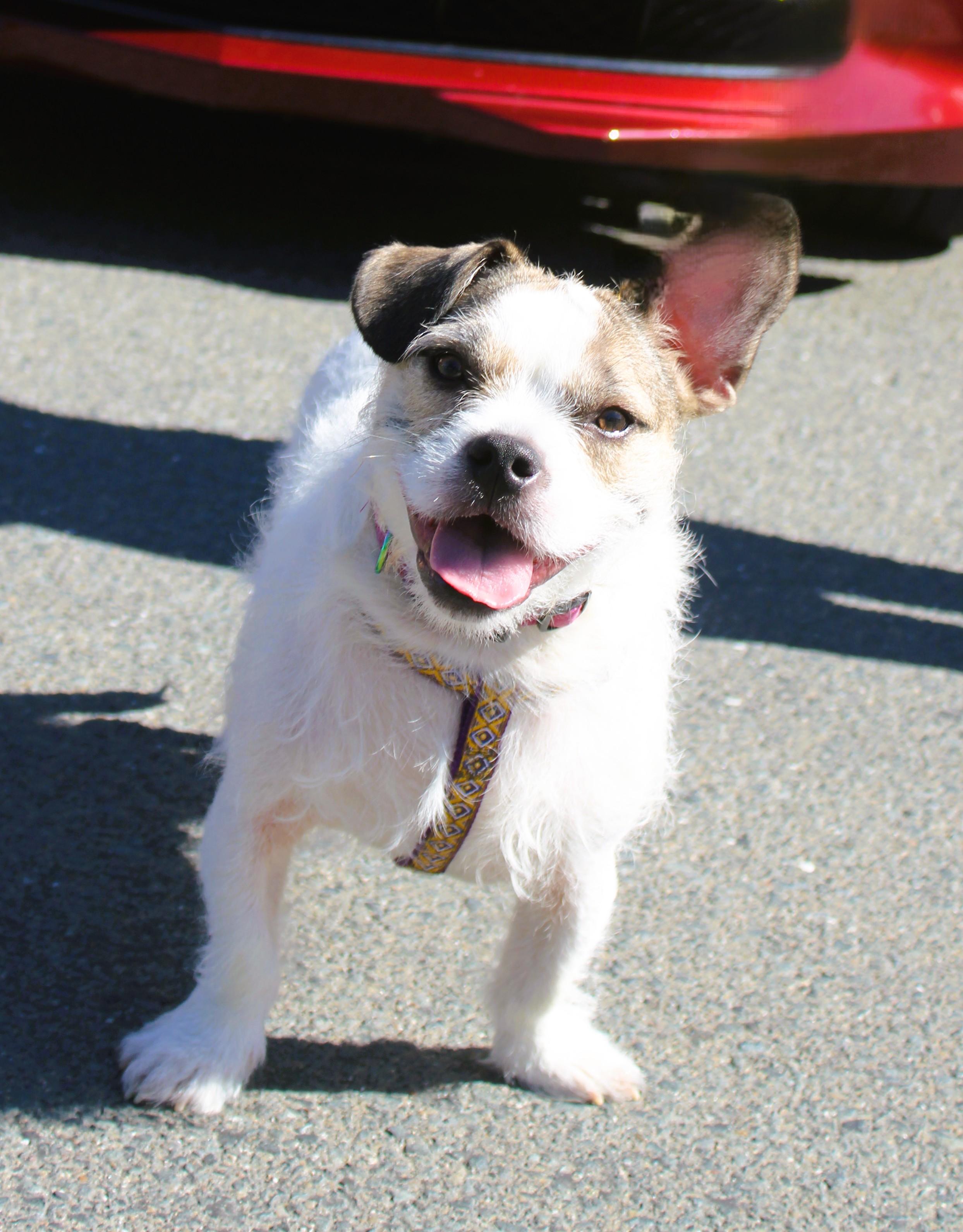 Enlarge Romeo, a ADOPTABLE mixed breed in tracy, CA image 1/3