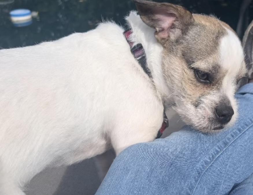 Enlarge Romeo, a ADOPTABLE mixed breed in tracy, CA image 4/4