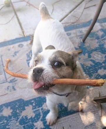 Romeo, ADOPTABLE, Young Male Parson Russell Terrier & Jack Russell Terrier.