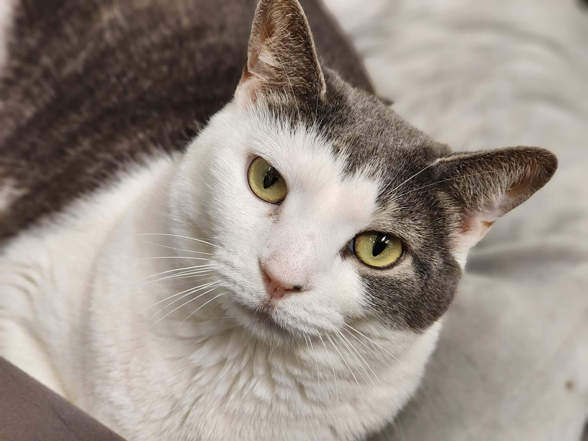 Enlarge Smokie, a ADOPTABLE Domestic Short Hair in Sterling, VA image 4/6