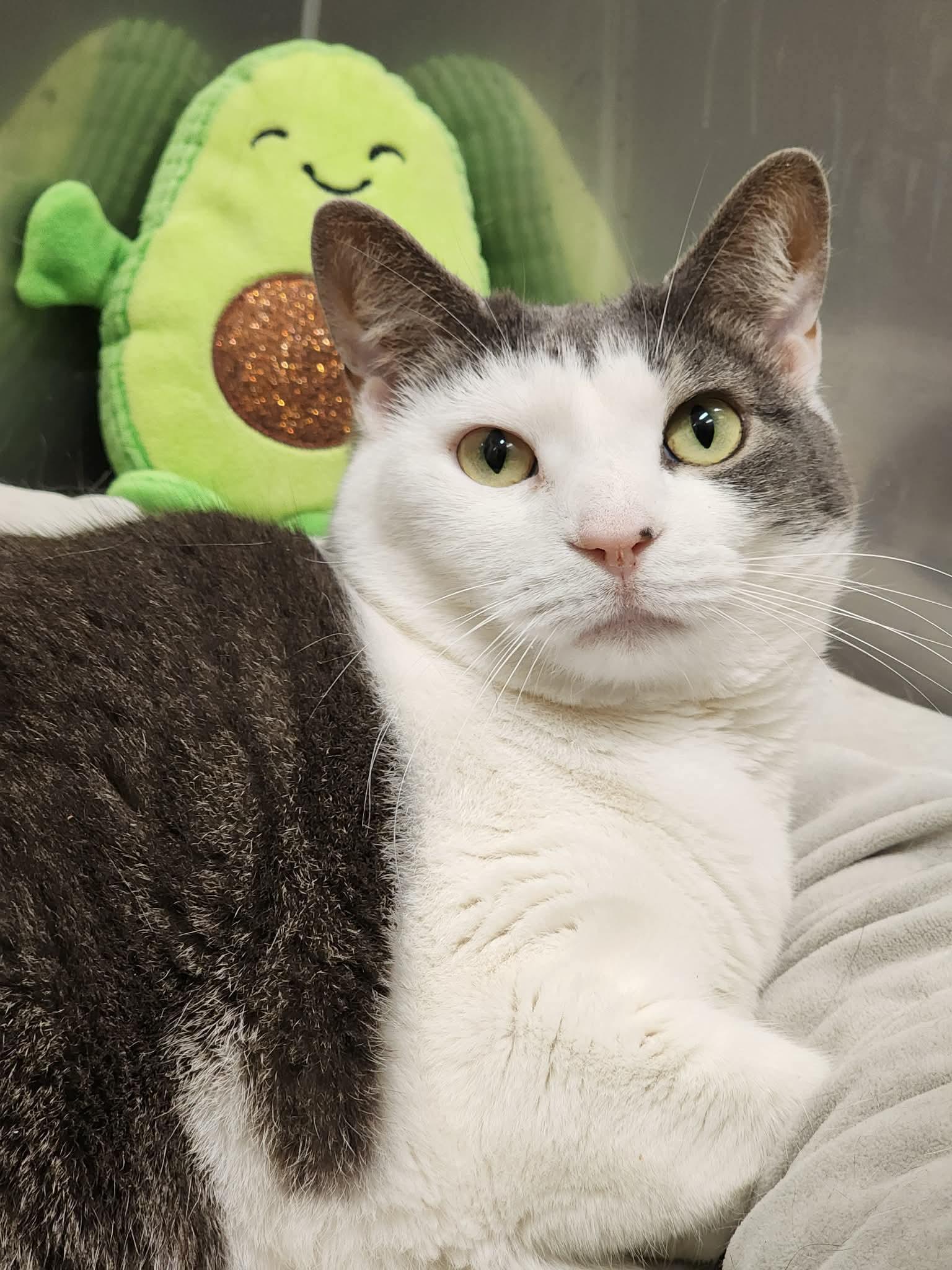 Enlarge Smokie, a ADOPTABLE Domestic Short Hair in Sterling, VA image 2/6