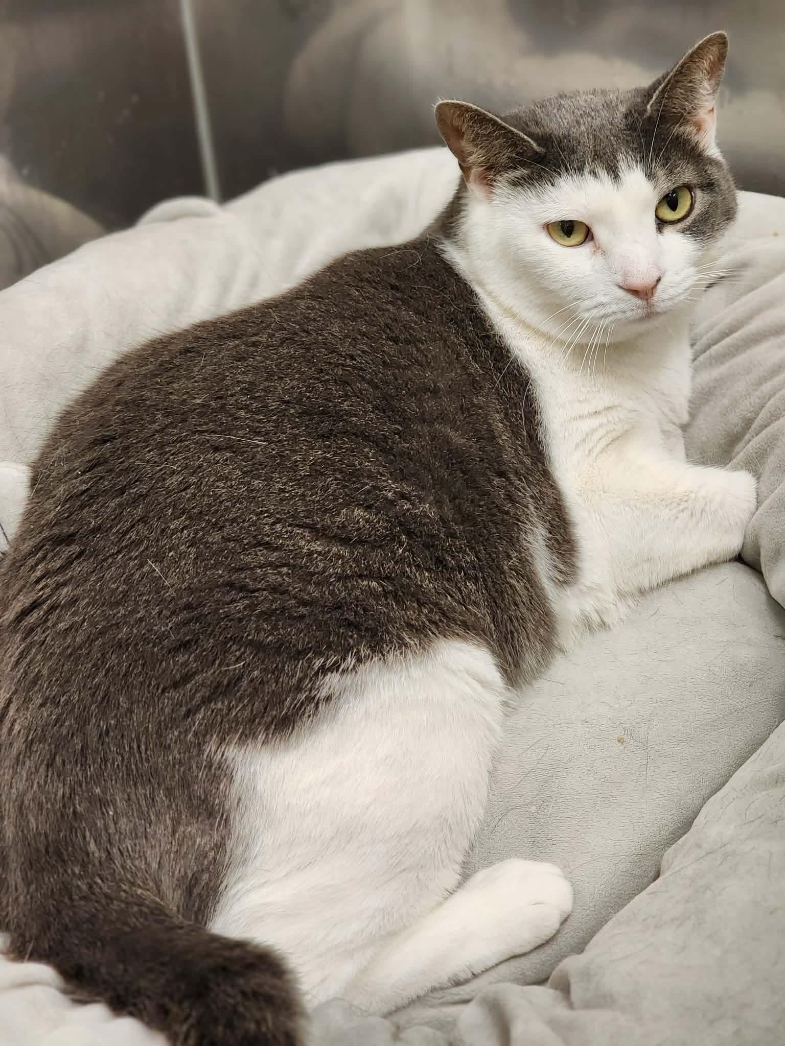 Enlarge Smokie, a ADOPTABLE Domestic Short Hair in Sterling, VA image 3/6