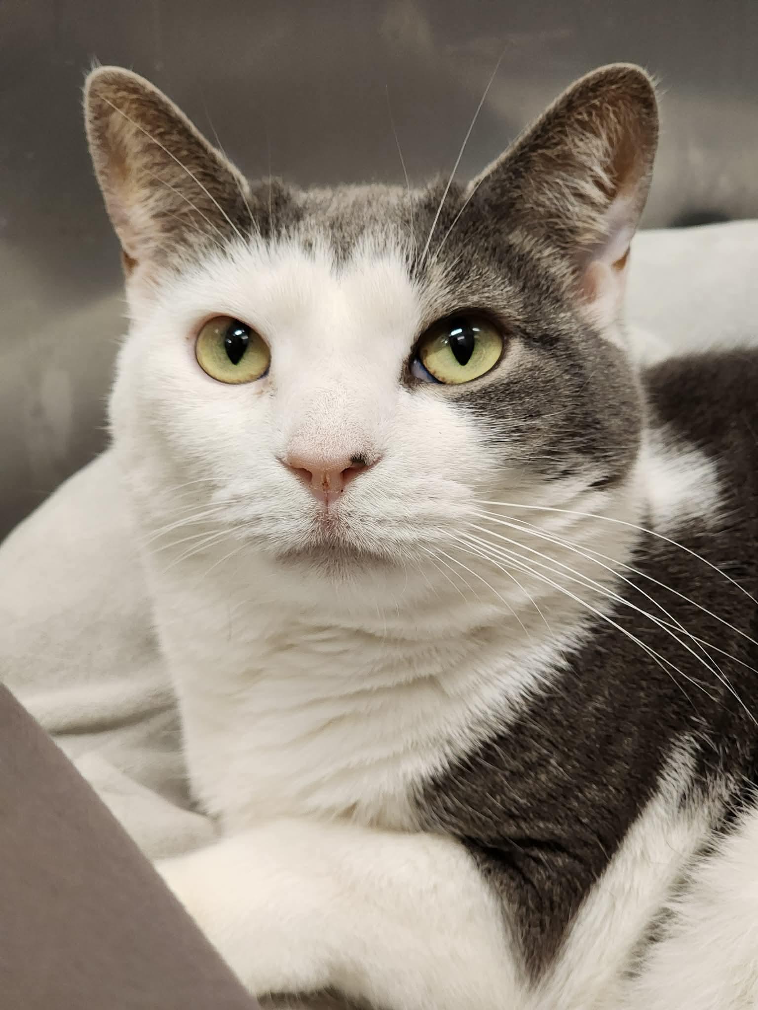 Smokie, ADOPTABLE, Adult Female Domestic Short Hair.