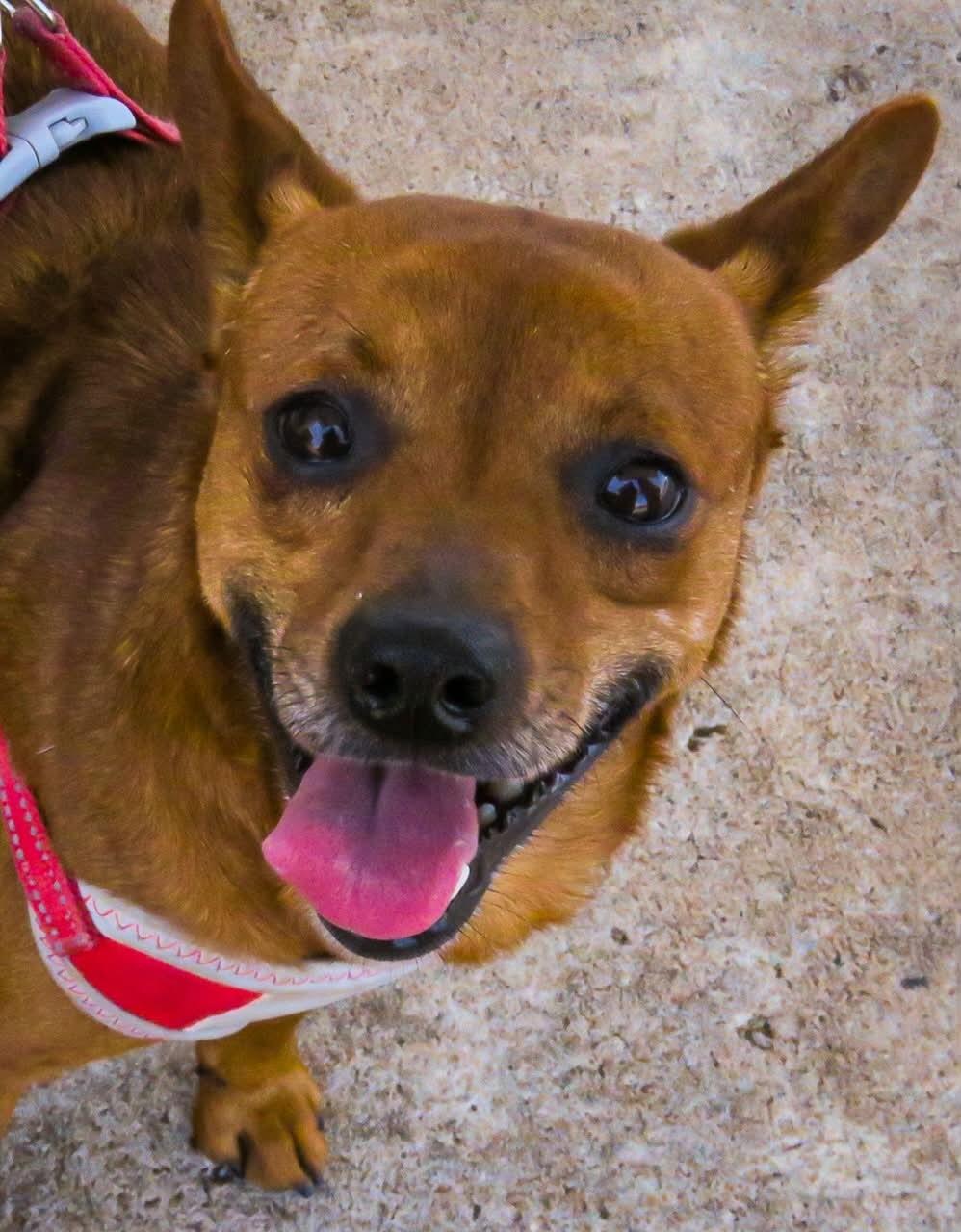 Enlarge Tigger, a Adoptable mixed breed in Broken Arrow, OK image 1/1