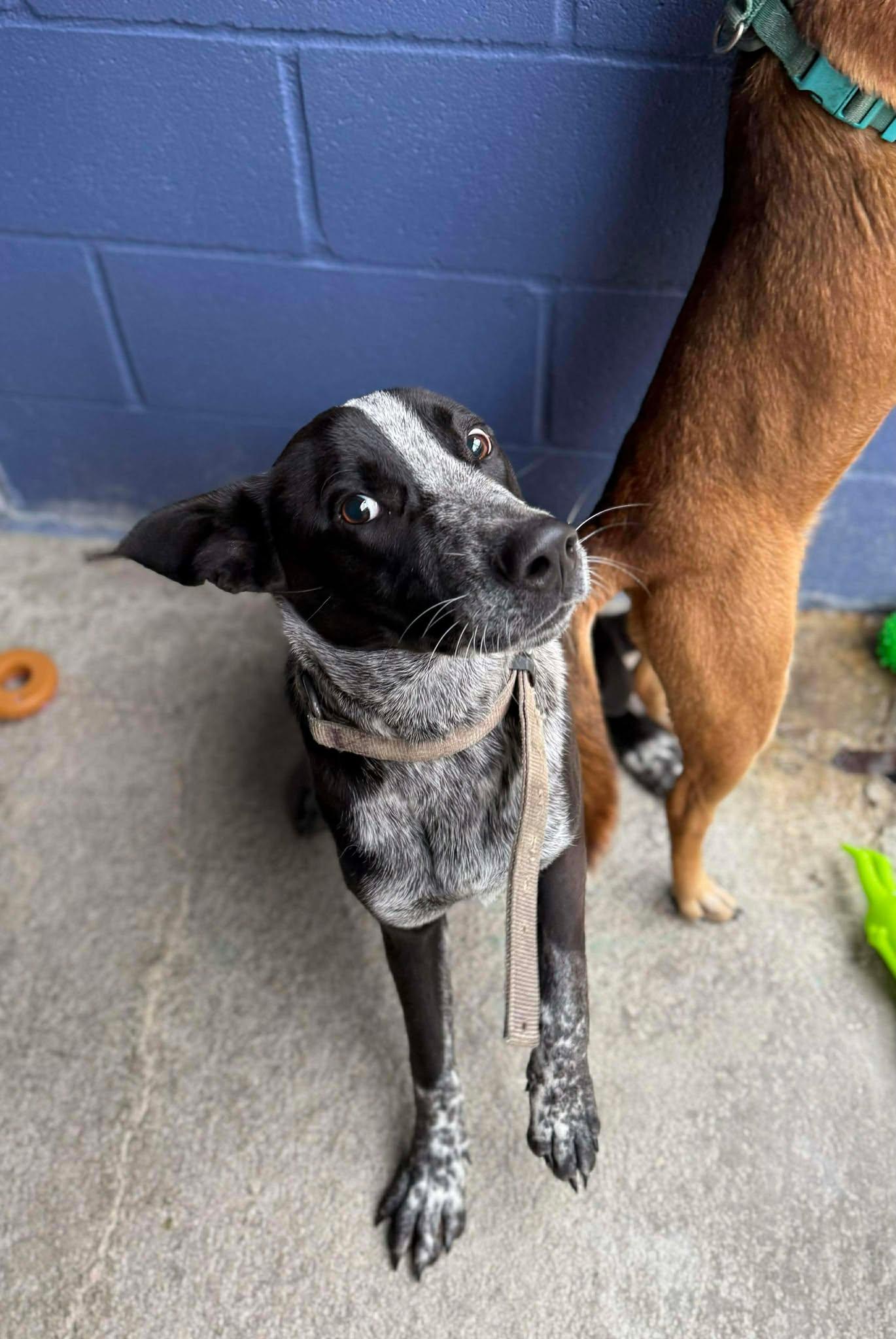 Enlarge Spur, a ADOPTABLE Mixed Breed in Leitchfield, KY image 1/2