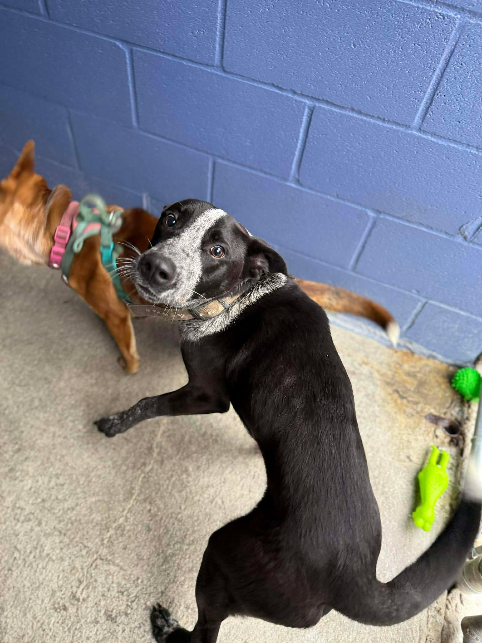 Enlarge Spur, a ADOPTABLE Mixed Breed in Leitchfield, KY image 2/2