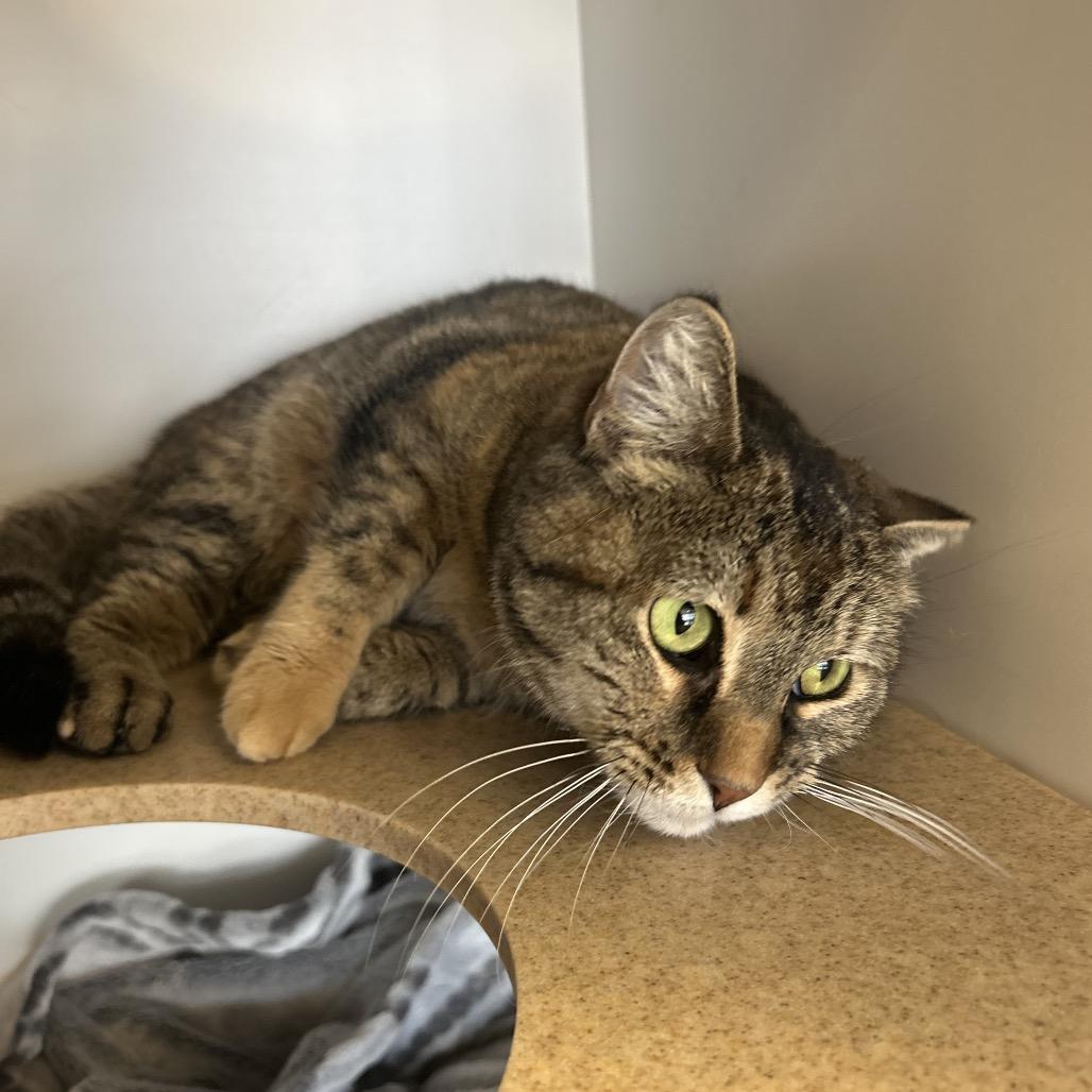 Enlarge Cashmere, a Adoptable Domestic Short Hair in Park City, UT image 1/4