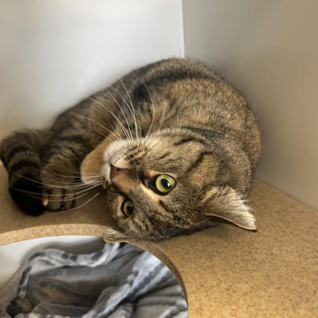 Enlarge Cashmere, a Adoptable Domestic Short Hair in Park City, UT image 2/4