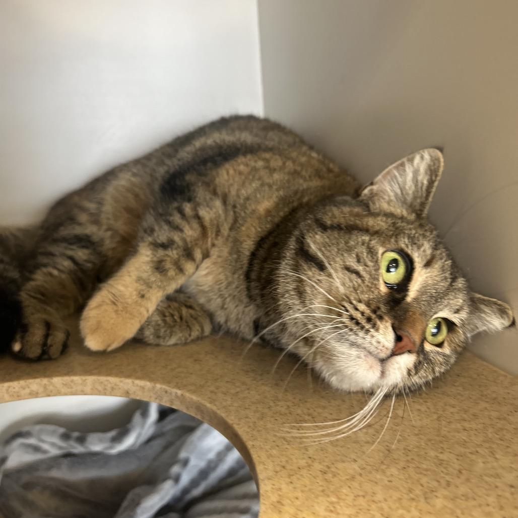 Enlarge Cashmere, a Adoptable Domestic Short Hair in Park City, UT image 3/4