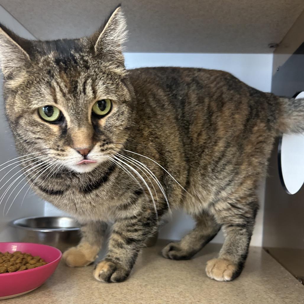 Enlarge Cashmere, a Adoptable Domestic Short Hair in Park City, UT image 4/4