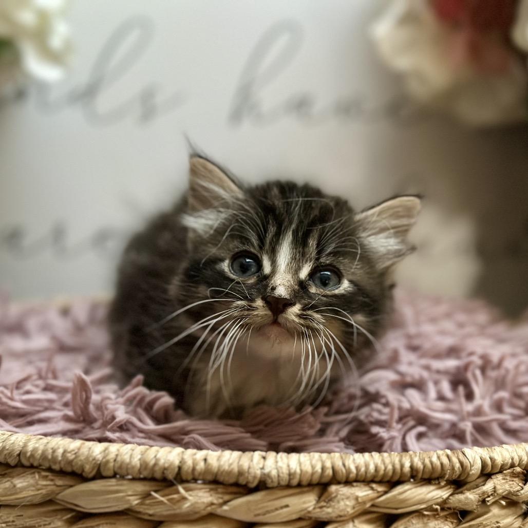 Tortellini, Adoptable, Kitten Male Domestic Short Hair.