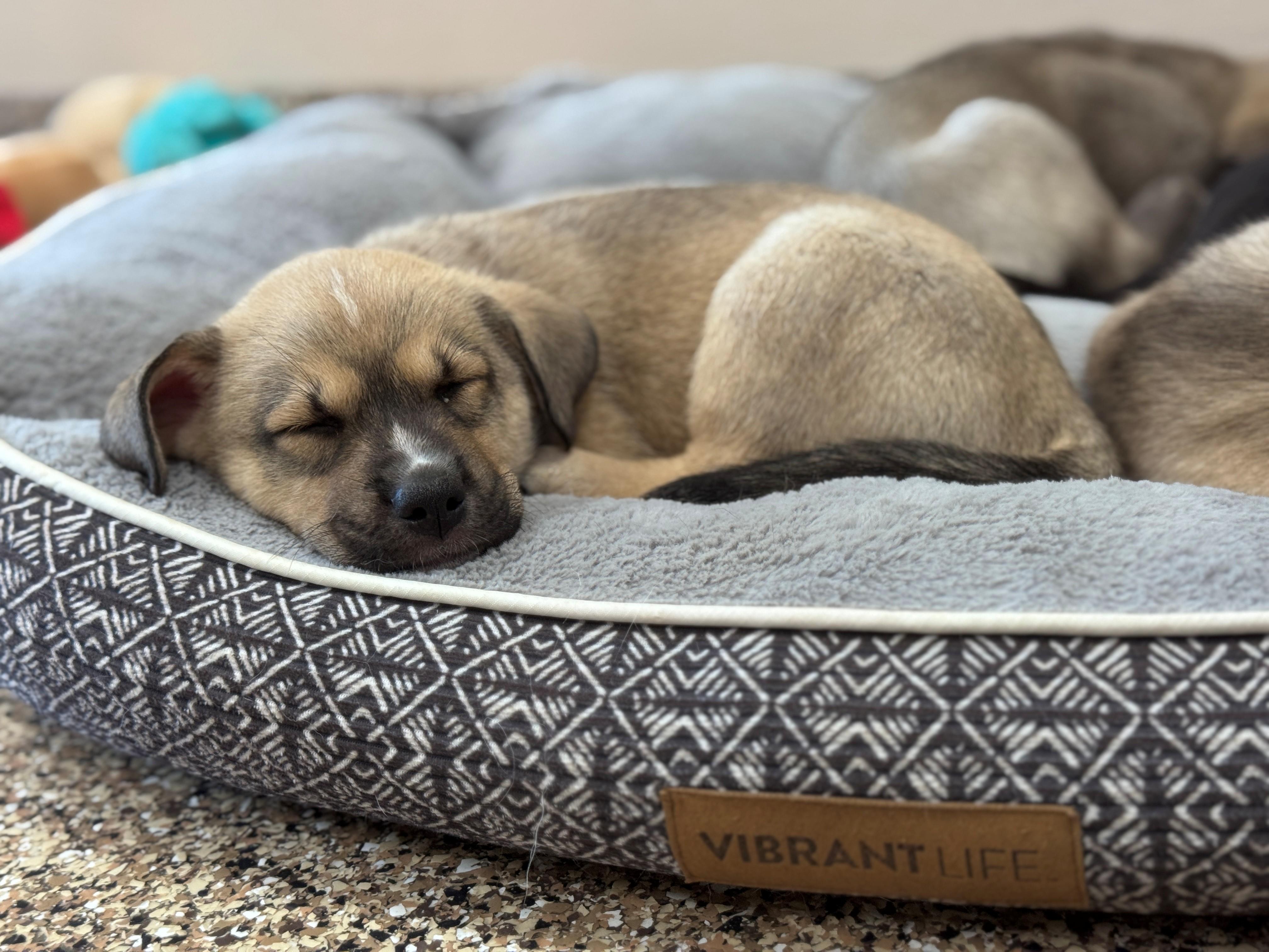 Tragen, a ADOPTABLE mixed breed in Hackensack, MN image 3/6