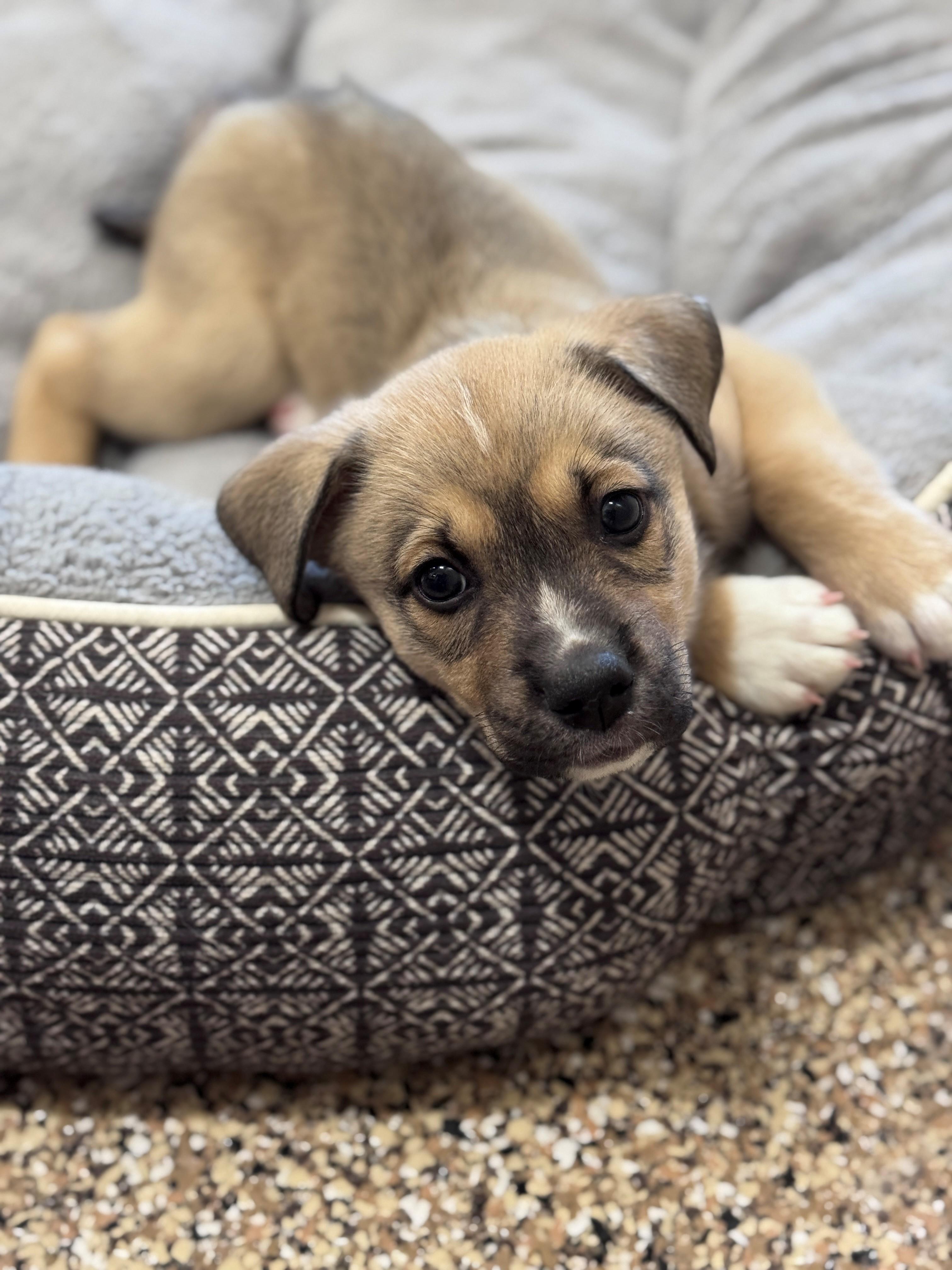 Tragen, a ADOPTABLE mixed breed in Hackensack, MN image 2/6
