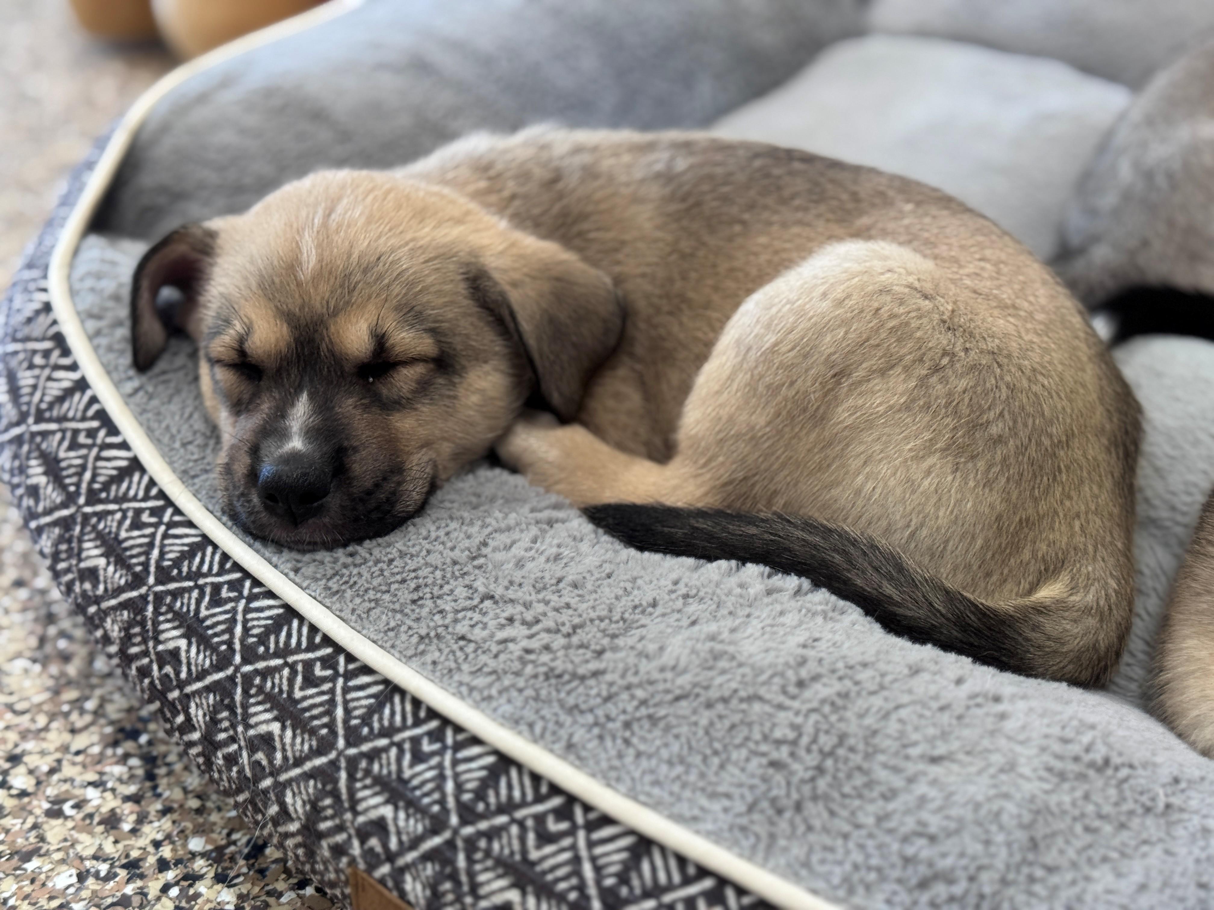Tragen, a ADOPTABLE mixed breed in Hackensack, MN image 1/6