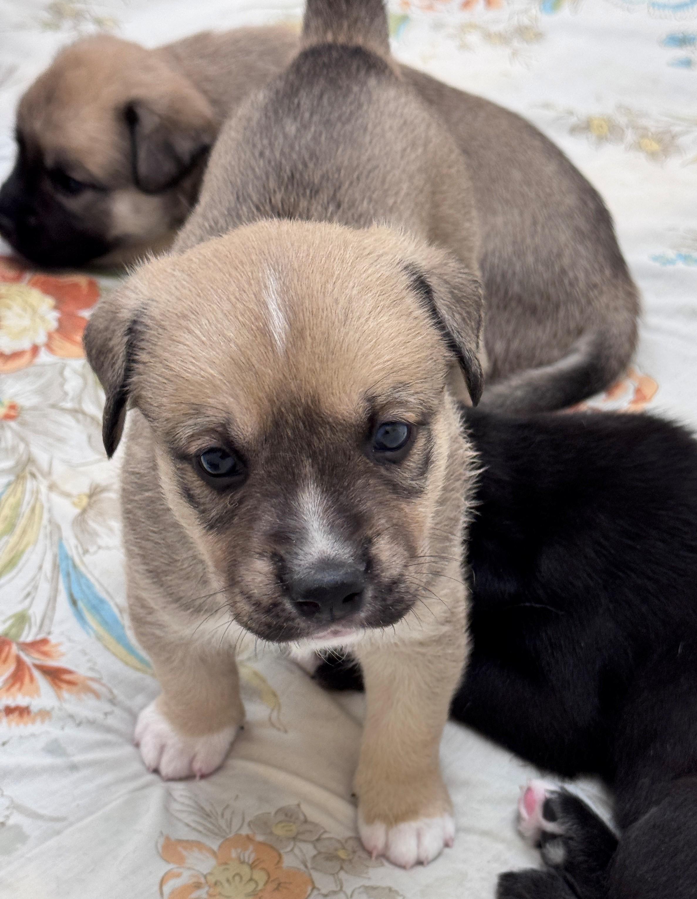 Tragen, a ADOPTABLE mixed breed in Hackensack, MN image 6/6