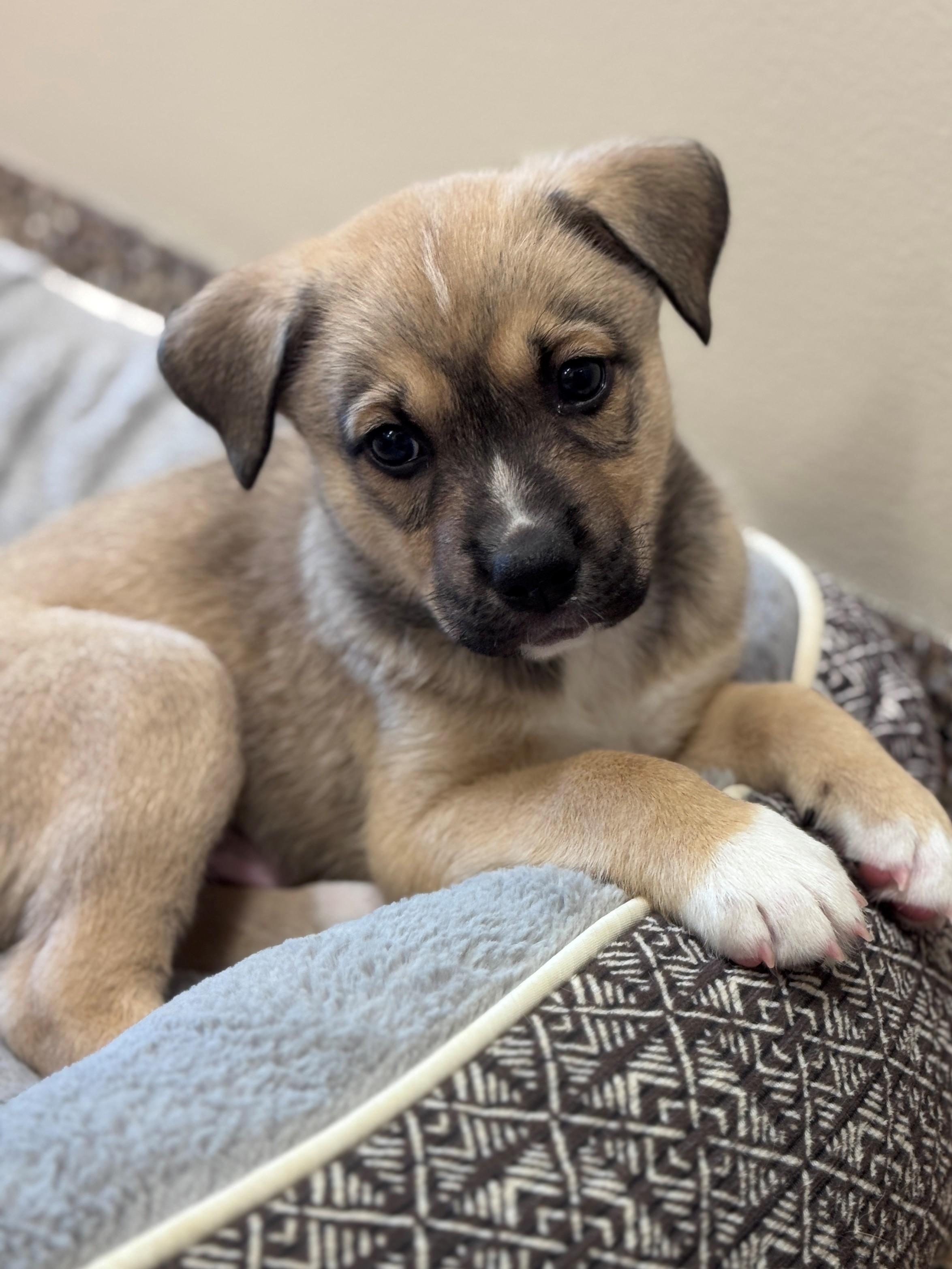 Tragen, a ADOPTABLE mixed breed in Hackensack, MN image 5/6