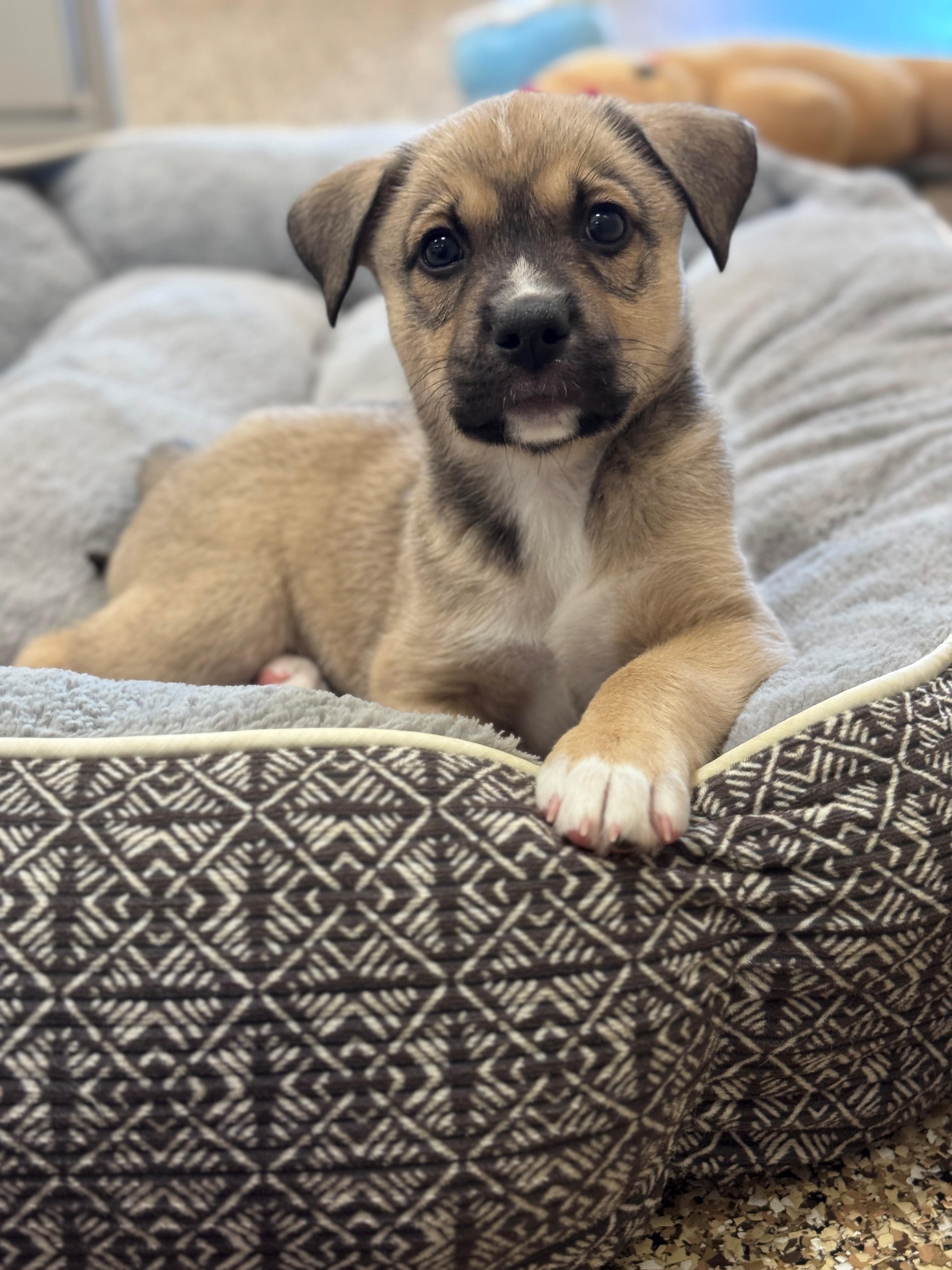 Tragen, a ADOPTABLE mixed breed in Hackensack, MN image 4/6